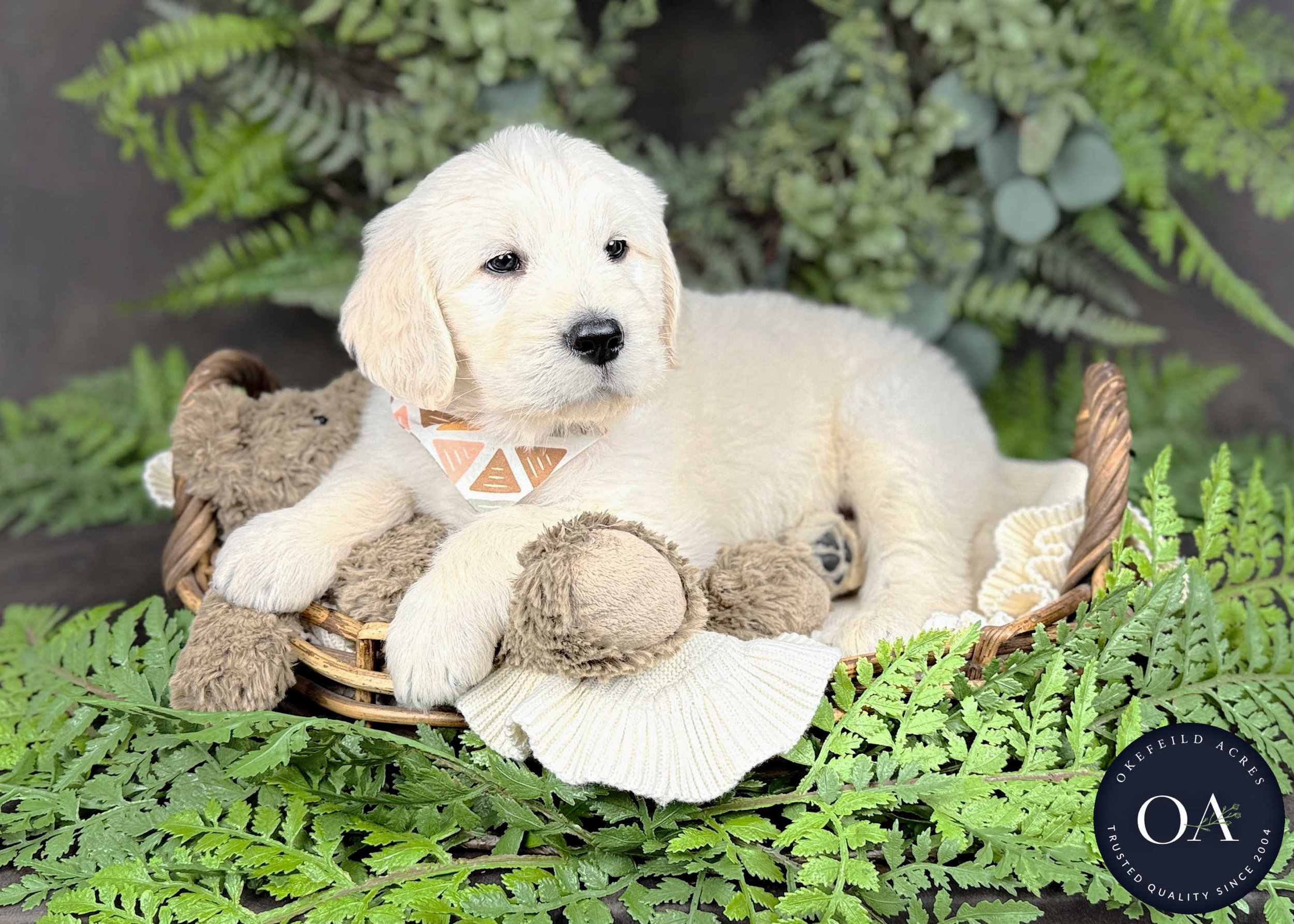 Cream-Keaton-Kendra-Lincoln-F1-Standard-English-Teddy-Bear-Goldendoodle-Puppies-For-Sale-Okefeild-Acres-Missouri-7.jpg