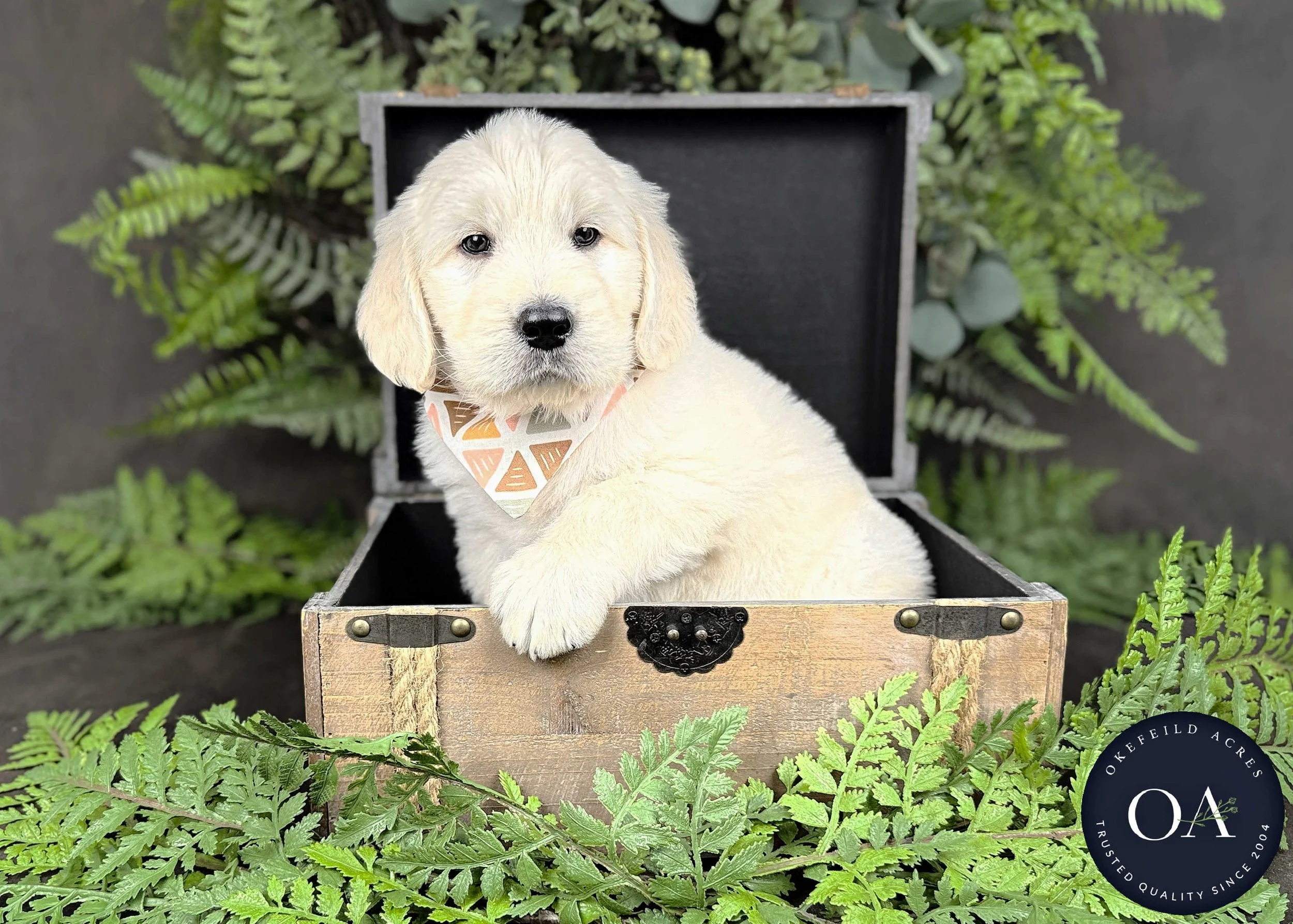Cream-Keaton-Kendra-Lincoln-F1-Standard-English-Teddy-Bear-Goldendoodle-Puppies-For-Sale-Okefeild-Acres-Missouri-8.jpg