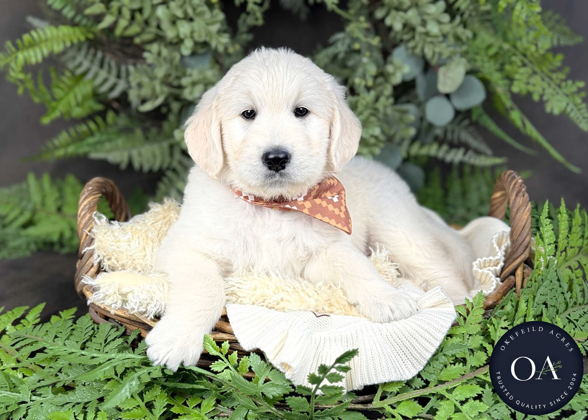 Cream-Kaycee-Kendra-Lincoln-F1-Standard-English-Teddy-Bear-Goldendoodle-Puppies-For-Sale-Okefeild-Acres-Missouri-6.jpg