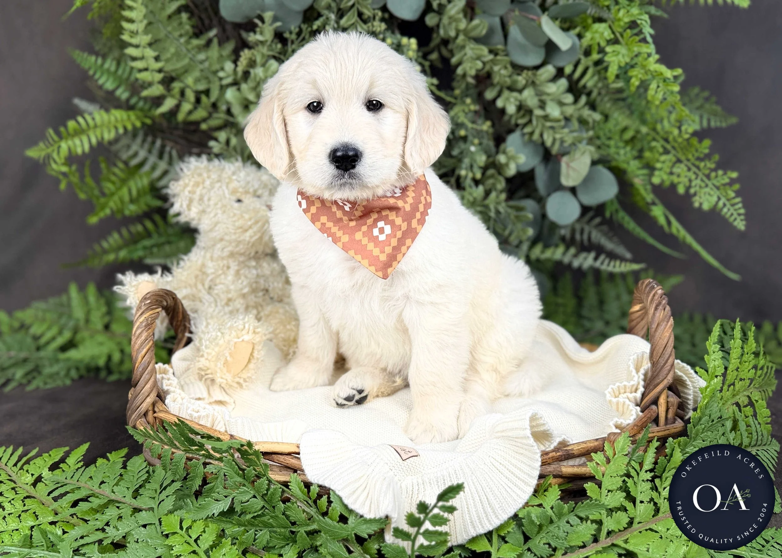 Cream-Kaycee-Kendra-Lincoln-F1-Standard-English-Teddy-Bear-Goldendoodle-Puppies-For-Sale-Okefeild-Acres-Missouri-5.jpg