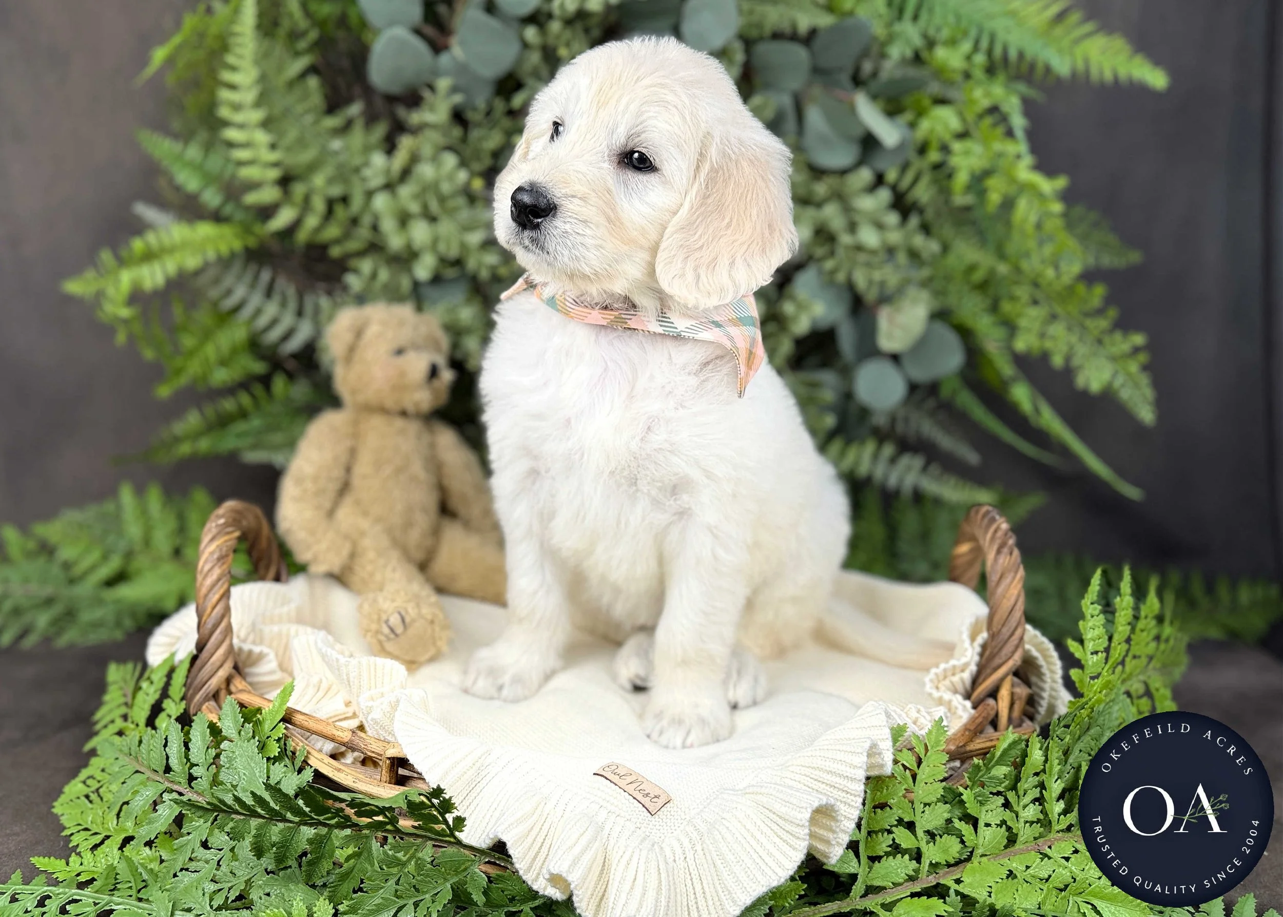 Cream-Kristin-Kendra-Lincoln-F1-Standard-English-Teddy-Bear-Goldendoodle-Puppies-For-Sale-Okefeild-Acres-Missouri-6.jpg
