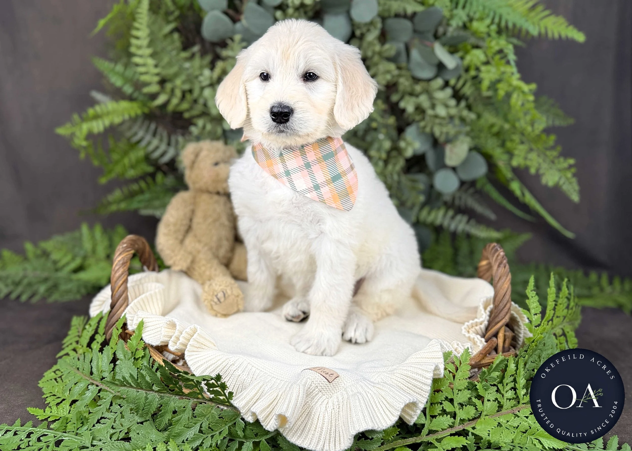 Cream-Kristin-Kendra-Lincoln-F1-Standard-English-Teddy-Bear-Goldendoodle-Puppies-For-Sale-Okefeild-Acres-Missouri-7.jpg