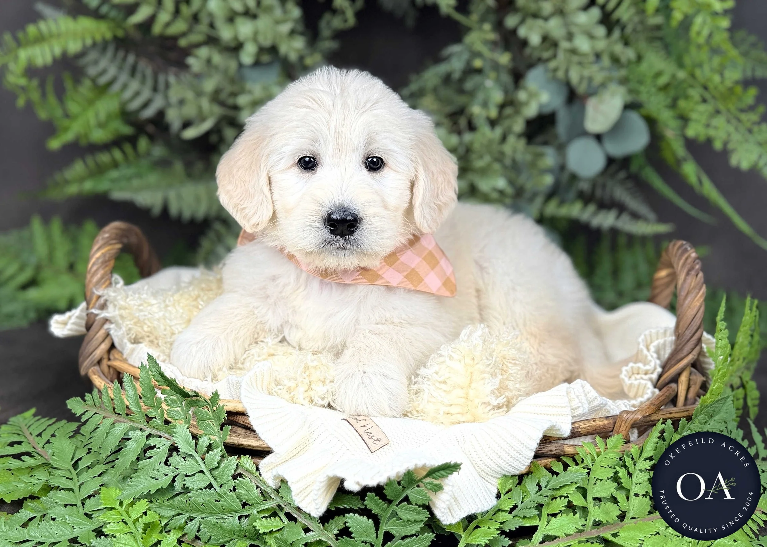 Cream-Kaitlin-Kendra-Lincoln-F1-Standard-English-Teddy-Bear-Goldendoodle-Puppies-For-Sale-Okefeild-Acres-Missouri-6.jpg