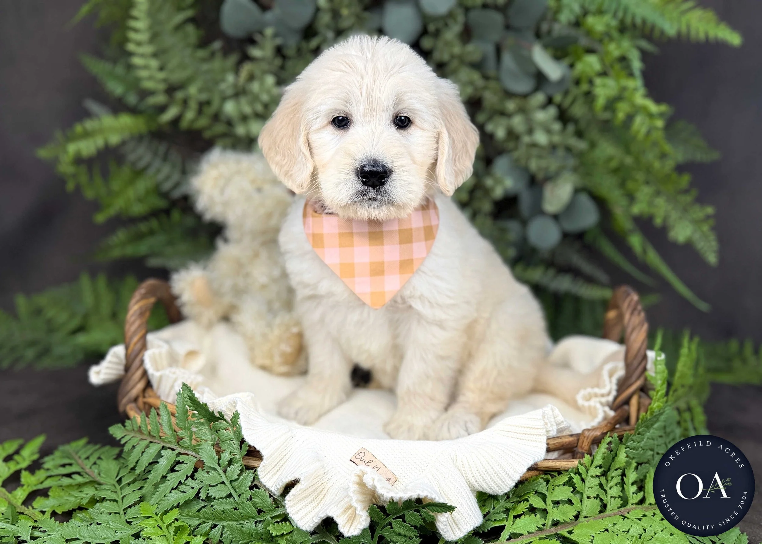 Cream-Kaitlin-Kendra-Lincoln-F1-Standard-English-Teddy-Bear-Goldendoodle-Puppies-For-Sale-Okefeild-Acres-Missouri-5.jpg