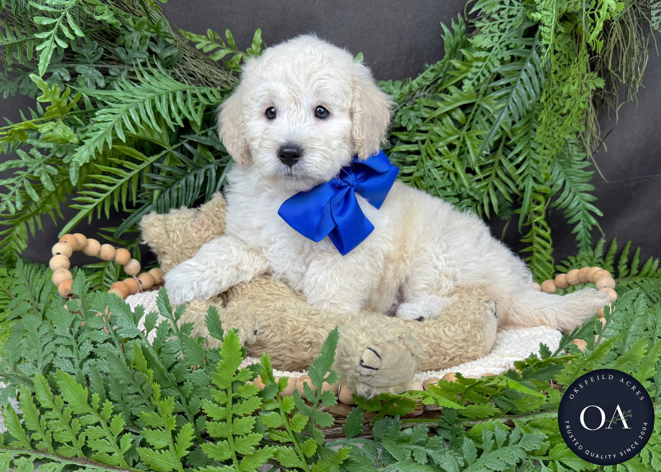 Ollie-Oakley-F1b-Toy-English-Teddybear-Goldendoodle-Puppies-For-Sale-Okefeild-Acres-Missouri-2.jpg