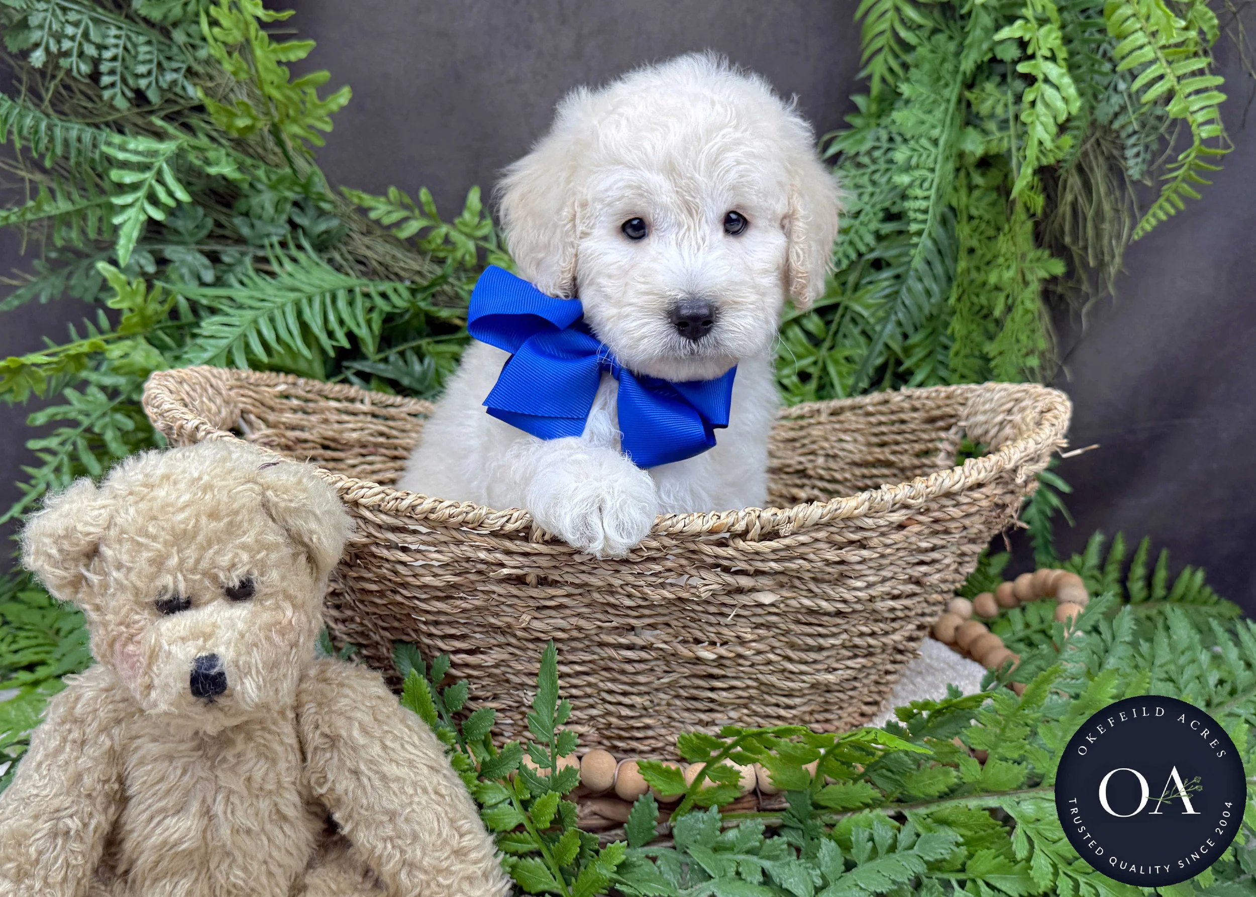 Ollie-Oakley-F1b-Toy-English-Teddybear-Goldendoodle-Puppies-For-Sale-Okefeild-Acres-Missouri-3.jpg