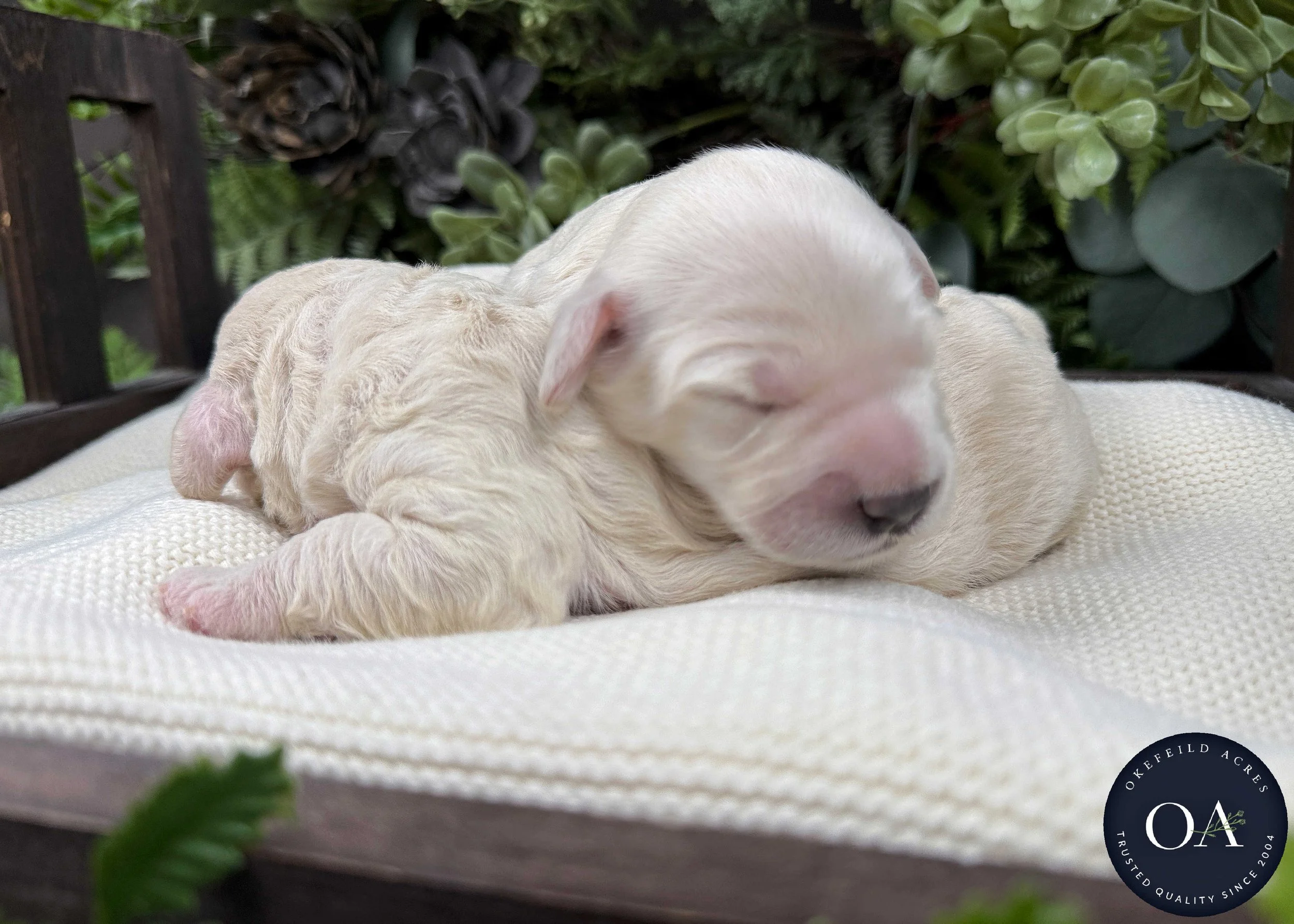 Cream-Kendra-Male-F1-Standard-English-Teddy-Bear-Goldendoodle-Puppies-For-Sale-Okefeild-Acres-6.jpg