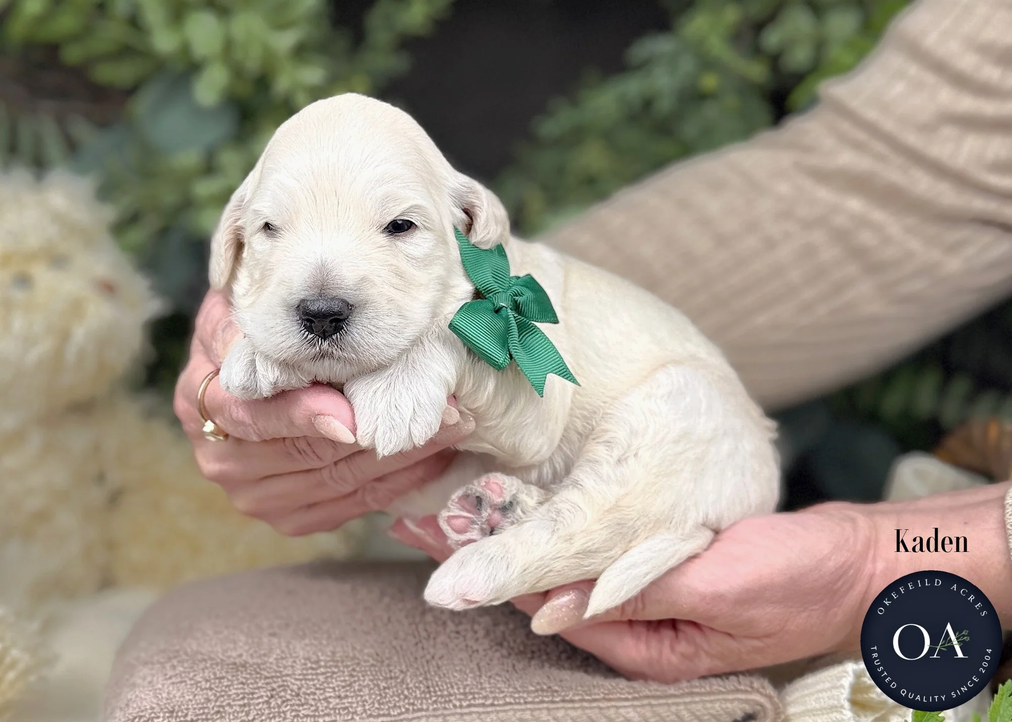 Cream-Kaden-F1b-Mini-English-Teddy-Bear-Goldendoodle-Puppies-For-Sale-Okefeild-Acres-Missouri-1.jpg