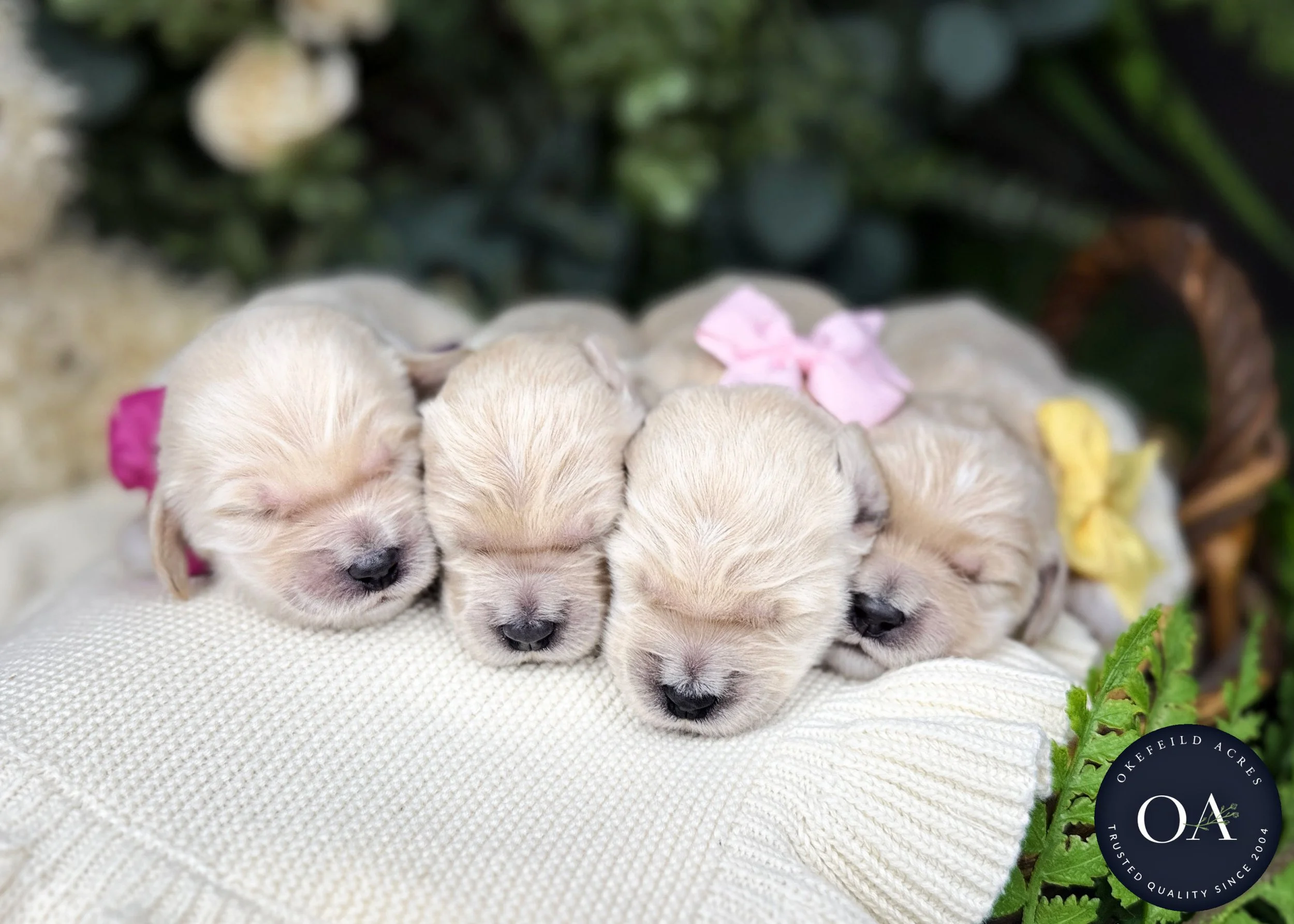 Cream-Female-F2b-Medium-English-Teddy-Bear-Goldendoodle-Puppies-For-Sale-Okefeild-Acres-Missouri-2.jpg (Copy) (Copy)