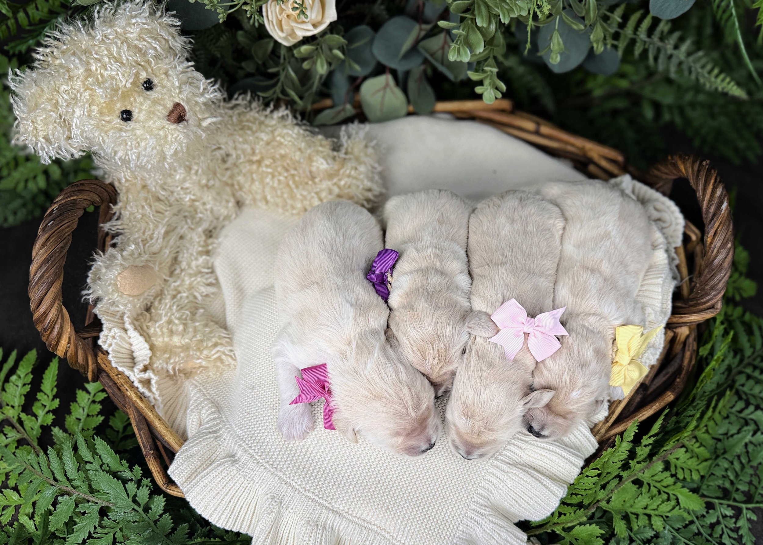 Cream-Female-F2b-Medium-English-Teddy-Bear-Goldendoodle-Puppies-For-Sale-Okefeild-Acres-Missouri-3.jpg (Copy) (Copy)