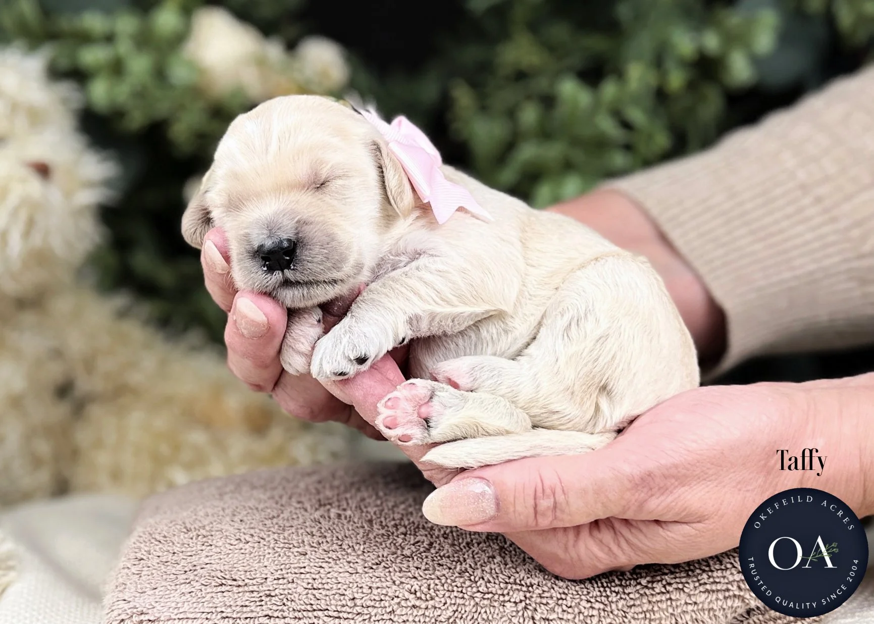 Cream-Taffy-F2b-Medium-English-Teddy-Bear-Goldendoodle-Puppies-For-Sale-Okefeild-Acres-Missouri-1.jpg (Copy) (Copy)