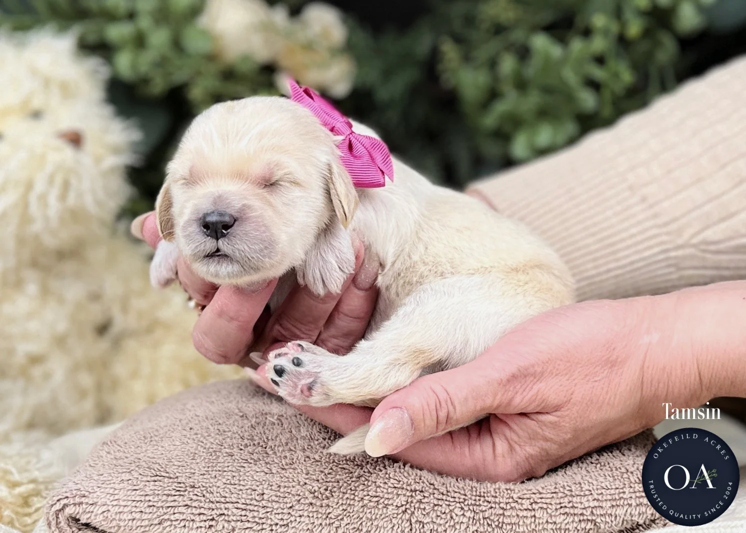 Cream-Tamsin-F2b-Medium-English-Teddy-Bear-Goldendoodle-Puppies-For-Sale-Okefeild-Acres-Missouri-1.jpg (Copy) (Copy)