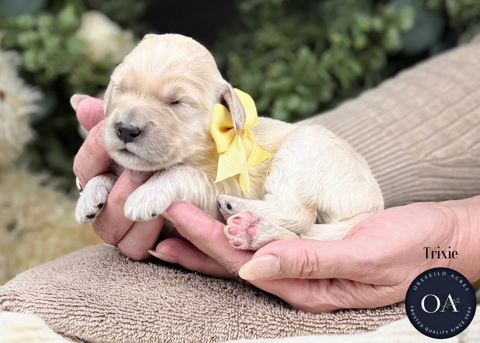Cream-Trixie-F2b-Medium-English-Teddy-Bear-Goldendoodle-Puppies-For-Sale-Okefeild-Acres-Missouri-1.jpg (Copy) (Copy)
