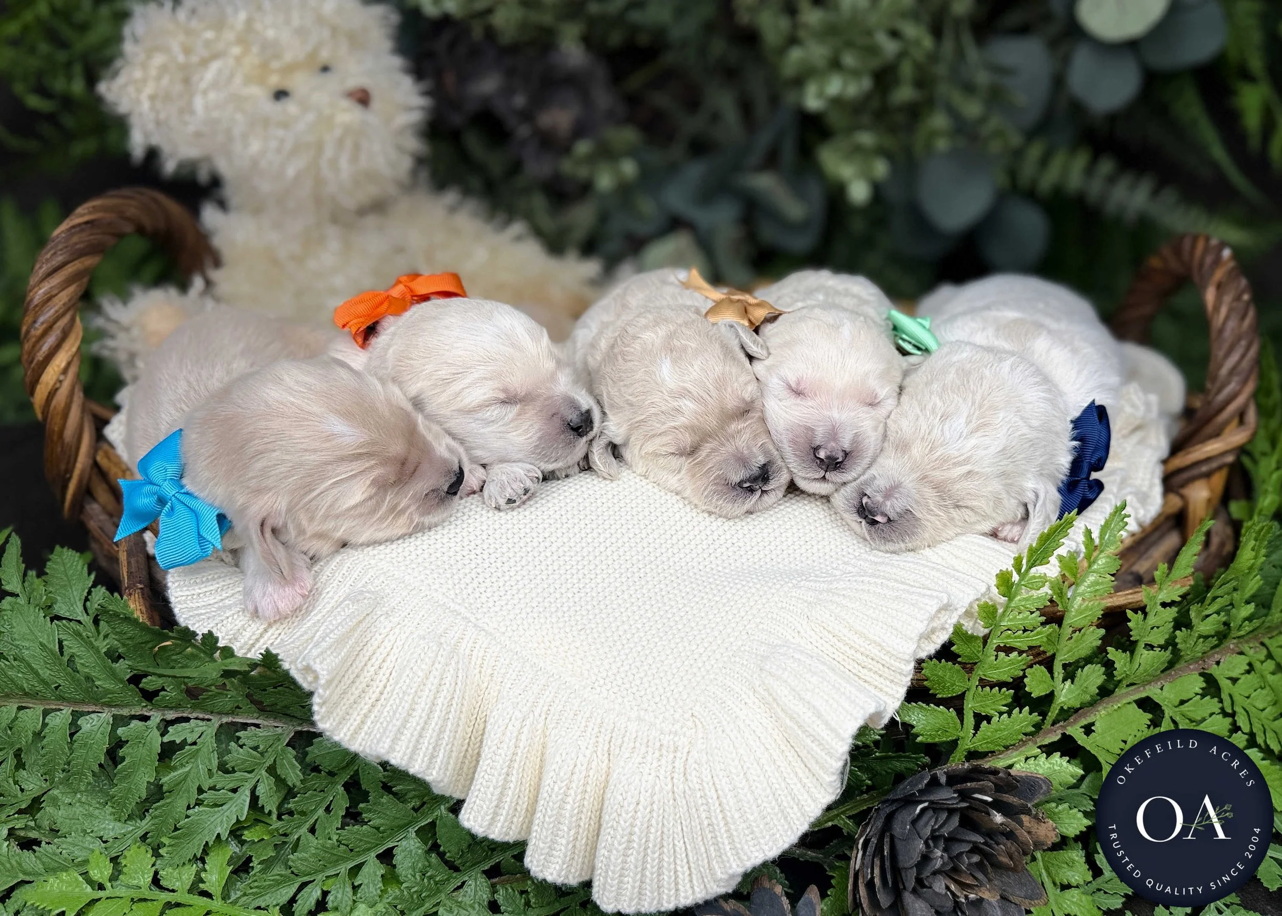 Cream-Male-F2b-Medium-English-Teddy-Bear-Goldendoodle-Puppies-For-Sale-Okefeild-Acres-Missouri-1.jpg (Copy) (Copy) (Copy) (Copy) (Copy)