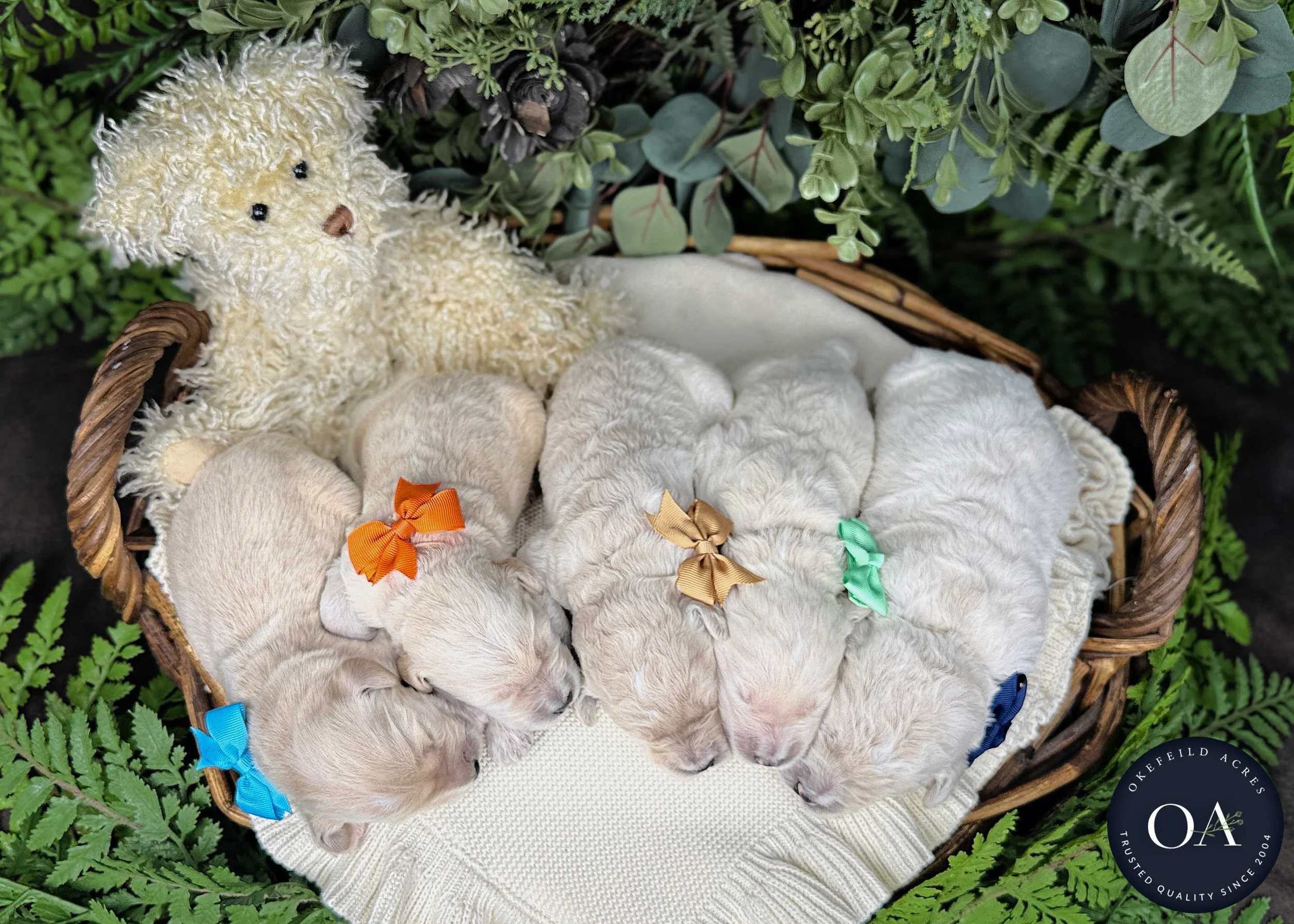 Cream-Male-F2b-Medium-English-Teddy-Bear-Goldendoodle-Puppies-For-Sale-Okefeild-Acres-Missouri-3.jpg (Copy) (Copy) (Copy) (Copy) (Copy)