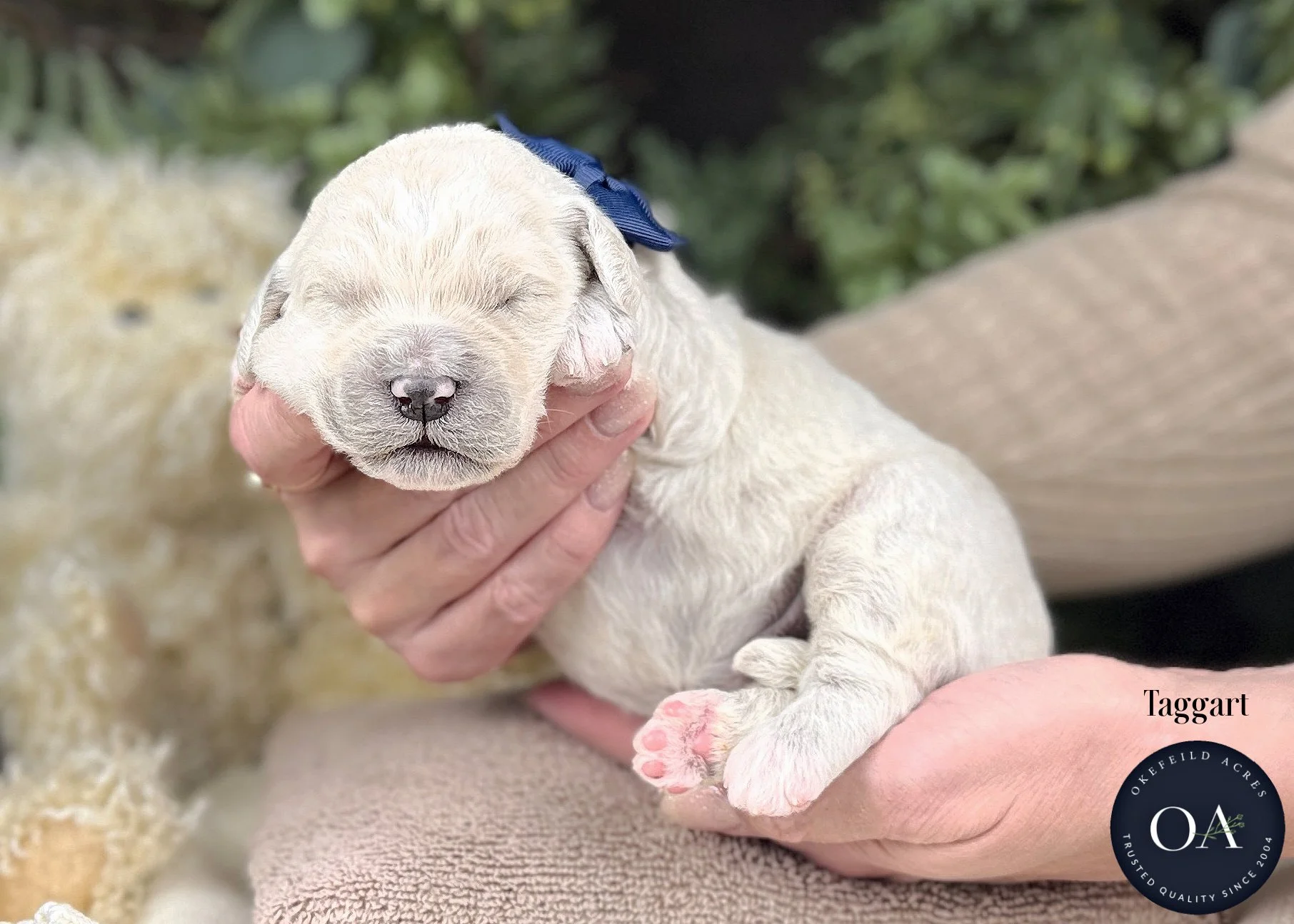 Cream-Taggart-F2b-Medium-English-Teddy-Bear-Goldendoodle-Puppies-For-Sale-Okefeild-Acres-Missouri-1.jpg (Copy) (Copy) (Copy) (Copy) (Copy)