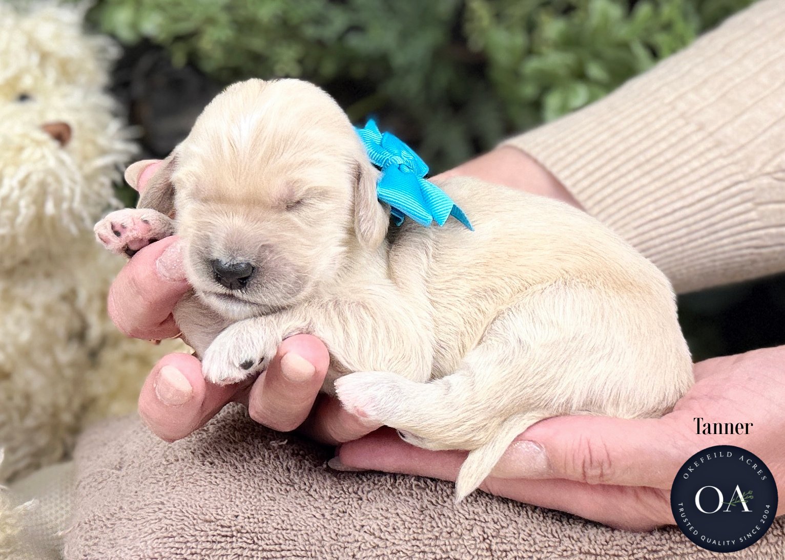 Cream-Tanner-F2b-Medium-English-Teddy-Bear-Goldendoodle-Puppies-For-Sale-Okefeild-Acres-Missouri-1.jpg (Copy) (Copy) (Copy) (Copy) (Copy)