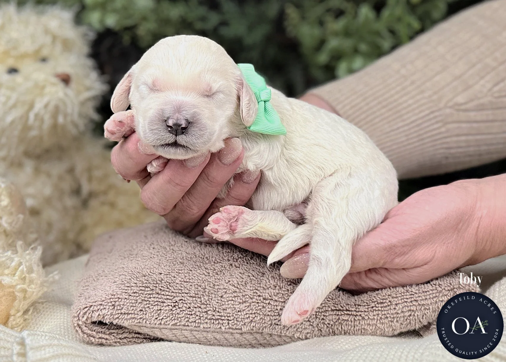 Cream-Toby-F2b-Medium-English-Teddy-Bear-Goldendoodle-Puppies-For-Sale-Okefeild-Acres-Missouri-1.jpg (Copy) (Copy) (Copy) (Copy) (Copy)