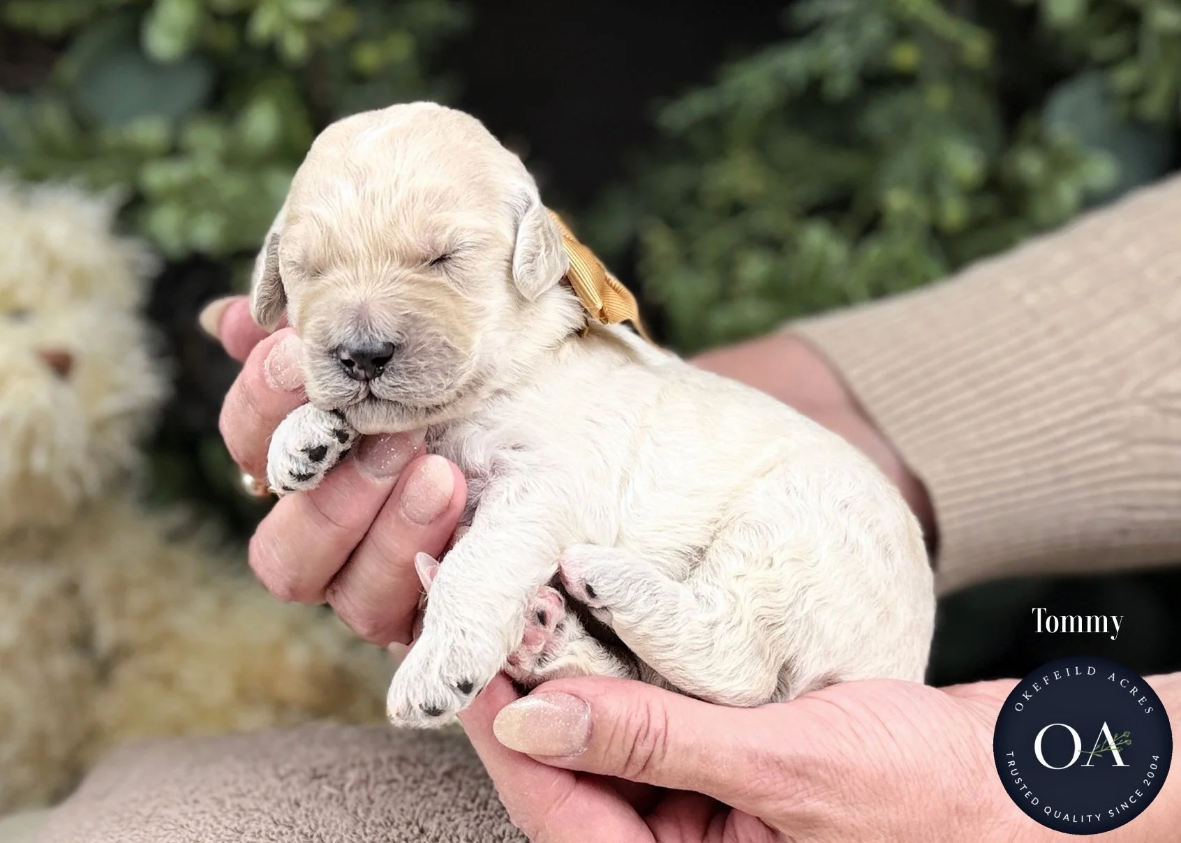Cream-Tommy-F2b-Medium-English-Teddy-Bear-Goldendoodle-Puppies-For-Sale-Okefeild-Acres-Missouri-1.jpg (Copy) (Copy) (Copy) (Copy) (Copy)