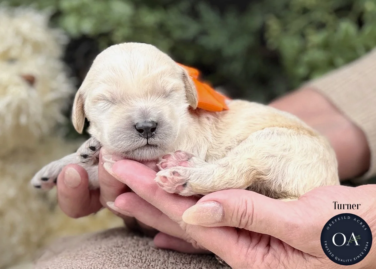 Cream-Turner-F2b-Medium-English-Teddy-Bear-Goldendoodle-Puppies-For-Sale-Okefeild-Acres-Missouri-1.jpg (Copy) (Copy) (Copy) (Copy) (Copy)