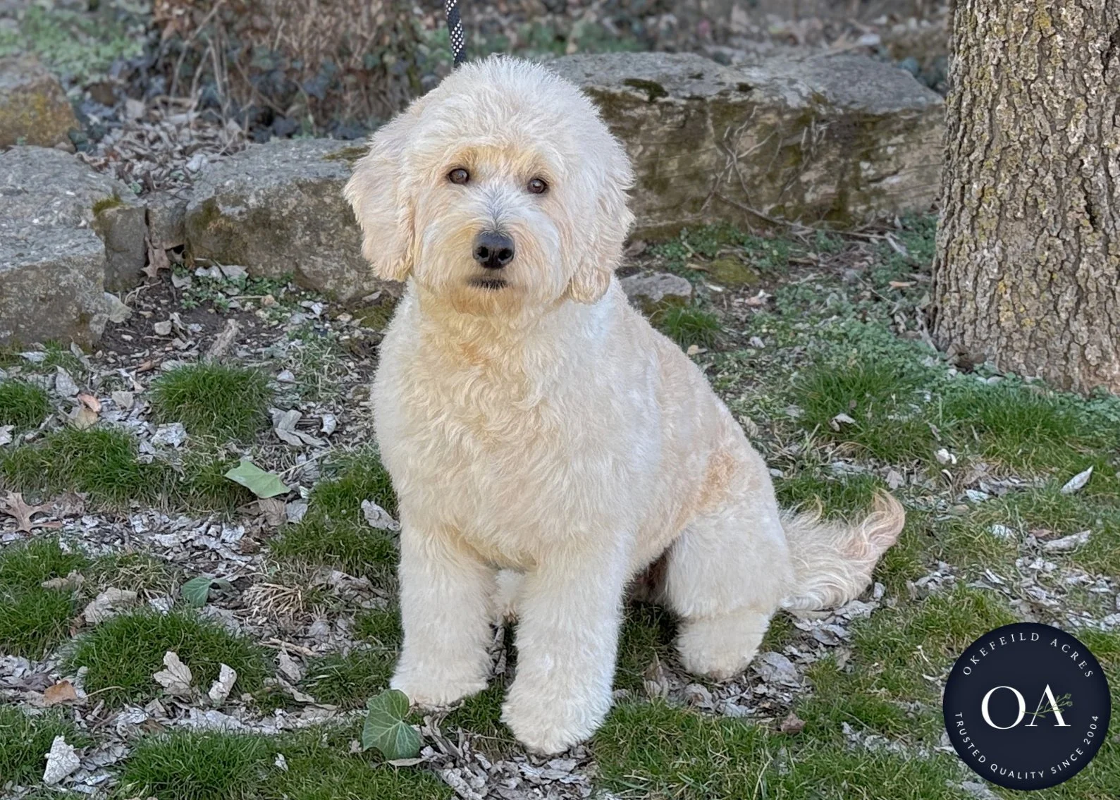 Piper-F1-Mini-English-Teddy-Bear-Goldendoodle-Dam-Okefeild-Acres-22.jpg