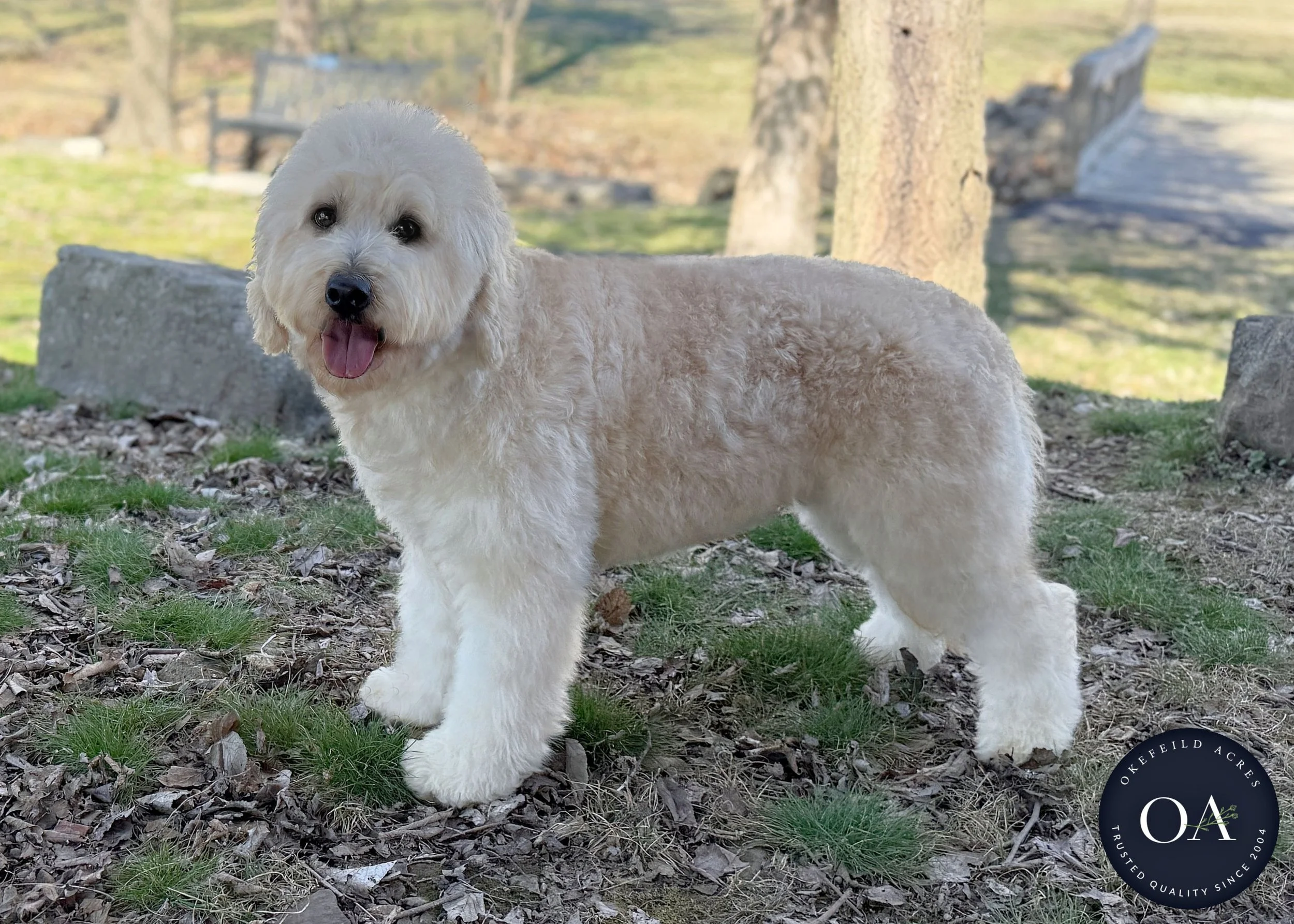 Piper-F1-Mini-English-Teddy-Bear-Goldendoodle-Dam-Okefeild-Acres-23.jpg