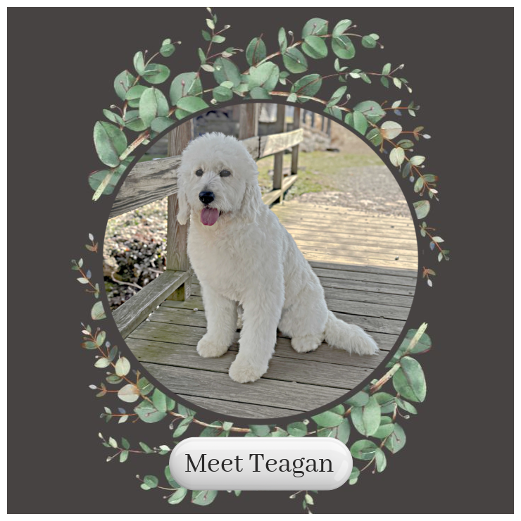 Meet-Teagan-Card.png (Copy) (Copy)