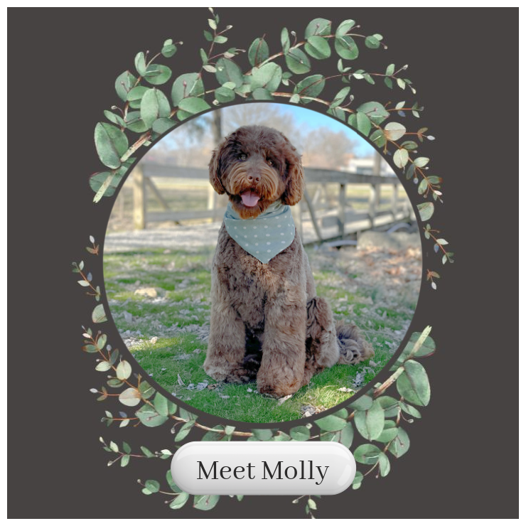 Meet-Molly-Card.png