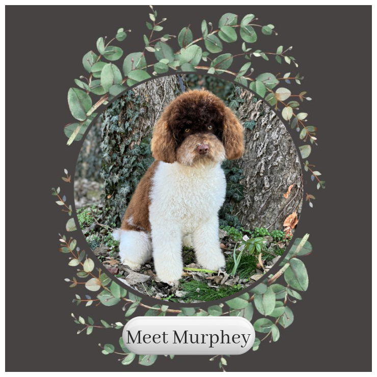 Meet-Murphey-Card.png