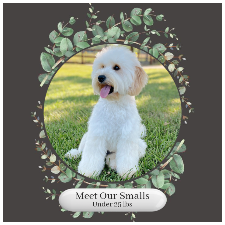 Smalls-Okefeild-Acres-English-Teddy-Bear-Goldendoodle-Puppies-For-Sale.png