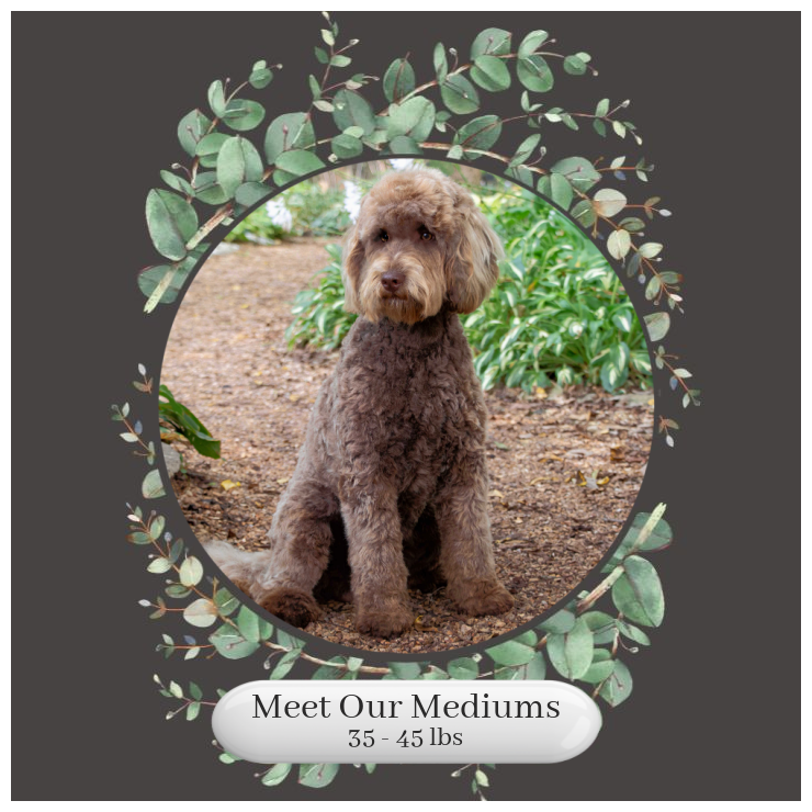 Mediums-Okefeild-Acres-English-Teddy-Bear-Goldendoodle-Puppies-For-Sale.png