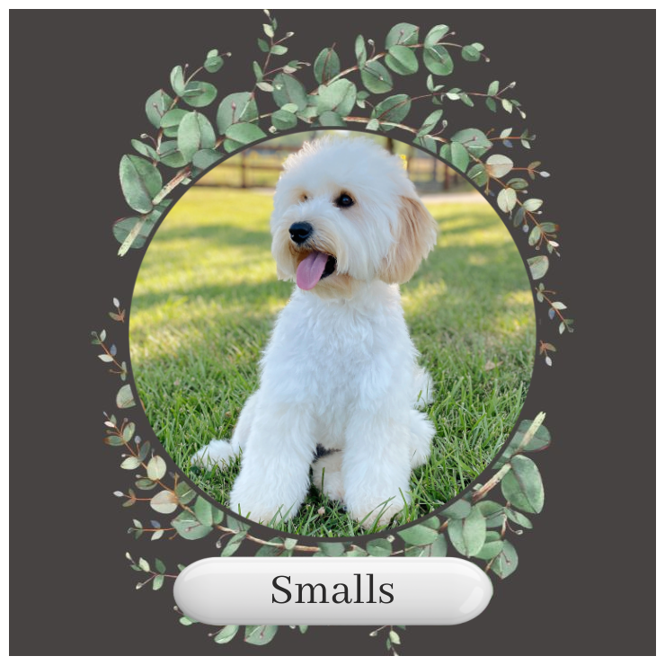 Small-English-Teddy-Bear-Goldendoodle-Puppies-For-Sale-Okefeild-Acres-Missouri.png