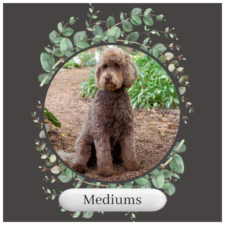 Medium-English-Teddy-Bear-Goldendoodle-Puppies-For-Sale-Okefeild-Acres-Missouri.png