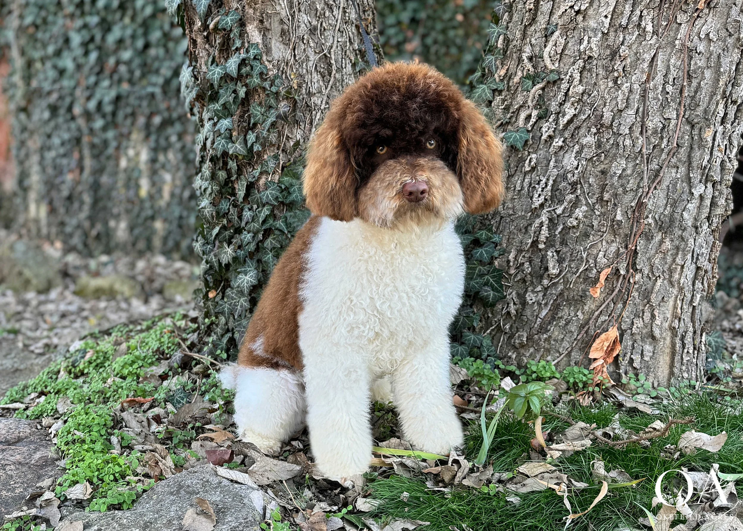 Murphey-Okefeild-Acres-Moyen-Poodle-Teddybear-Goldendoodle-Sire-1.jpg