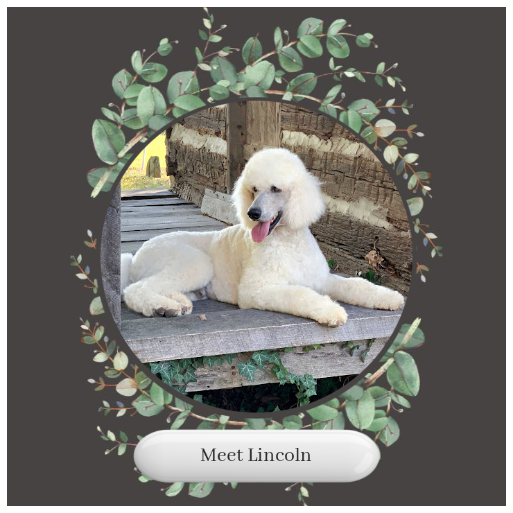 Meet-Lincoln-CH-Standard-Poodle-Okefeild-Acres-Missouri.png