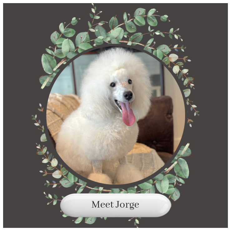 Meet-Jorge-Ch-Poodle-Okefeild-Acres-Missouri.png (Copy) (Copy)
