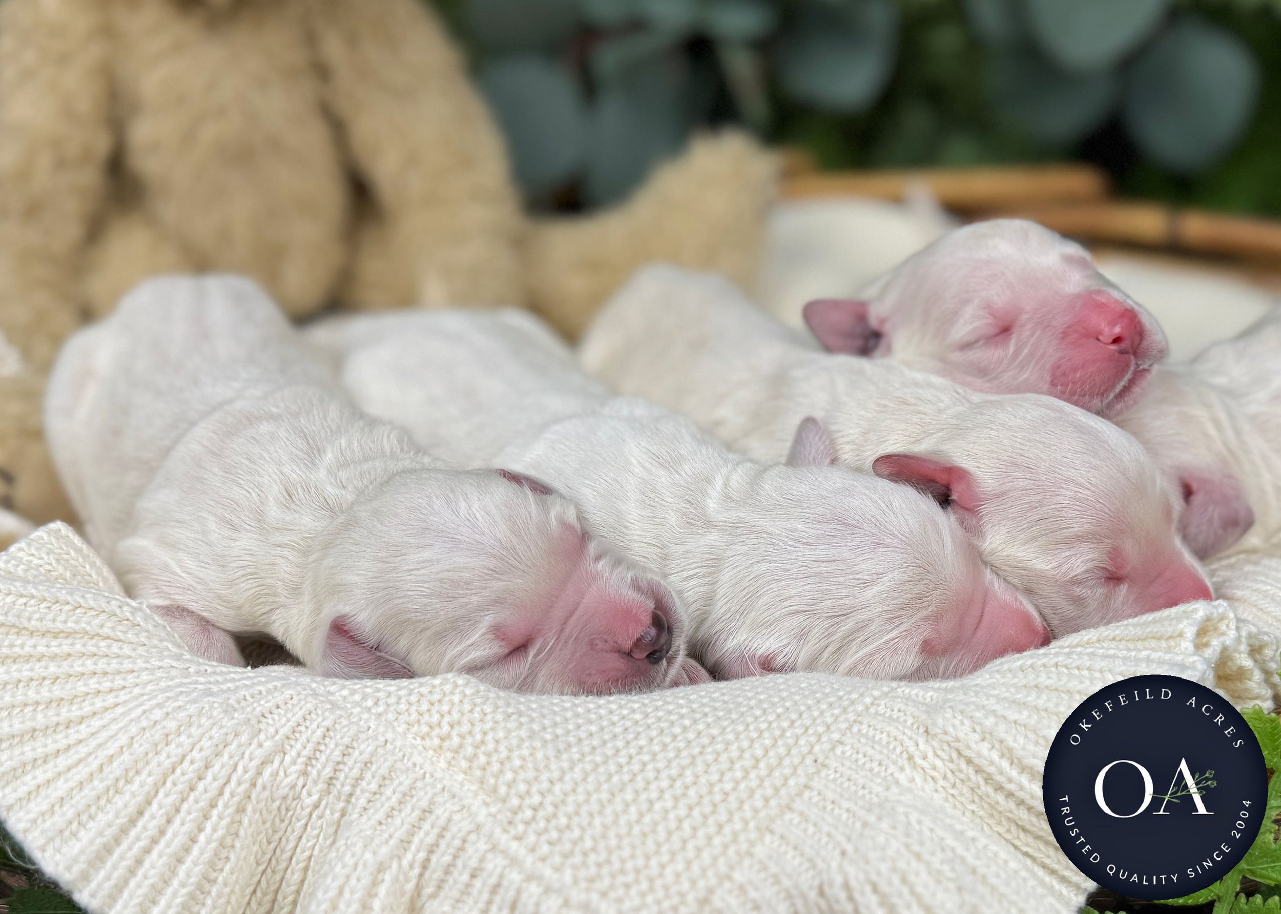 Cream-Male-F1-Standard-English-Teddy-Bear-Goldendoodle-Puppies-For-Sale-Okefeild-Acres-Missouri-4 (1).jpg