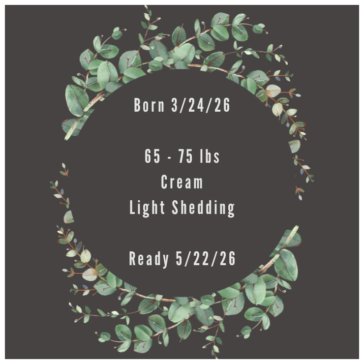Liliya-Description-Card.png (Copy)