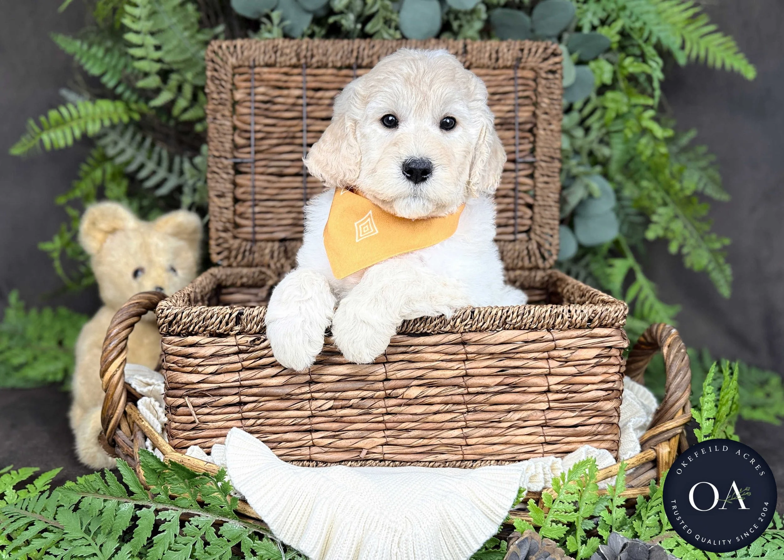 Tommy-Teagans-F2b-Medium-English-Teddy-Bear-Goldendoodle-Puppies-For-Sale-Okefeild-Acres-Missouri-1.jpg