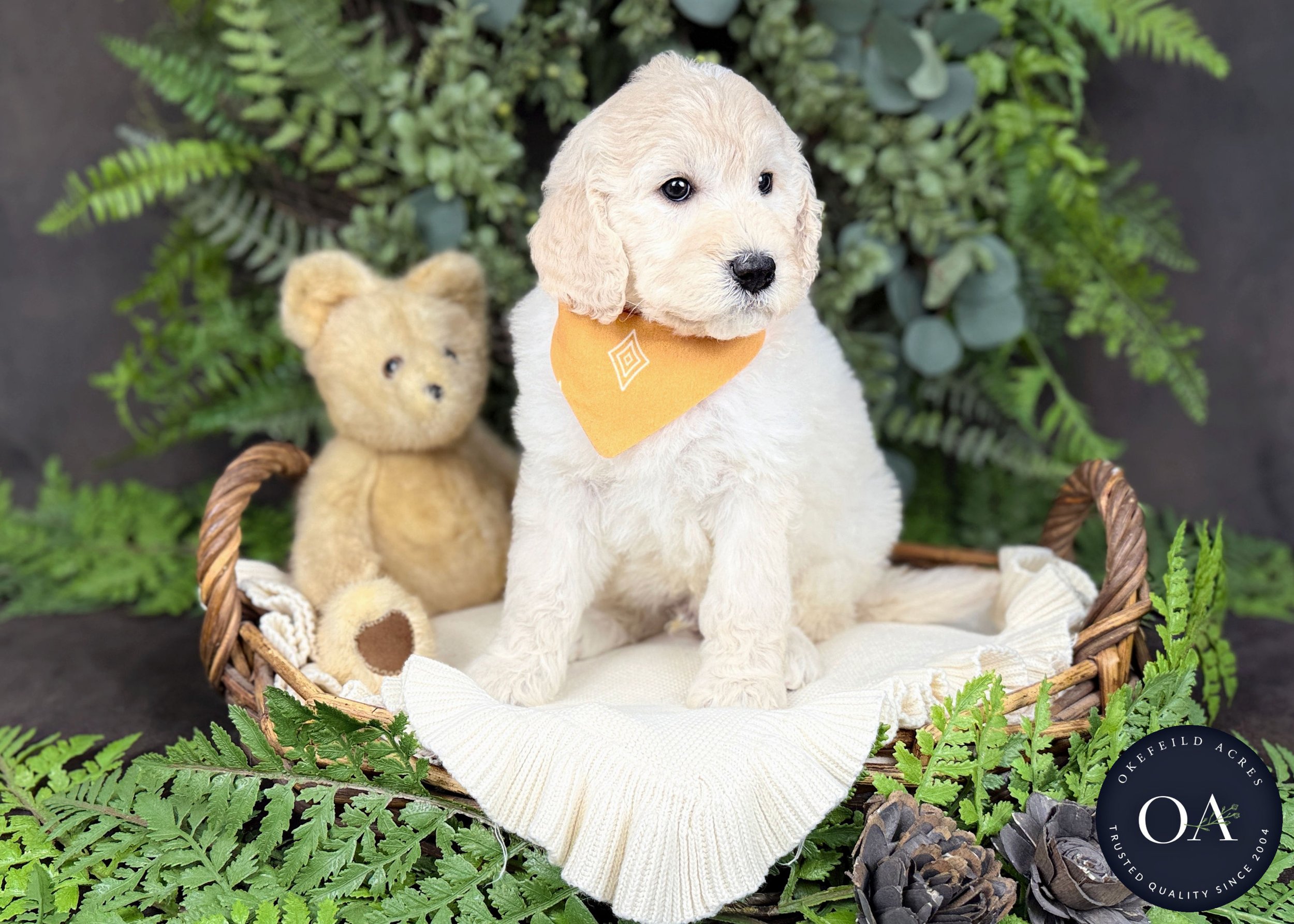 Tommy-Teagans-F2b-Medium-English-Teddy-Bear-Goldendoodle-Puppies-For-Sale-Okefeild-Acres-Missouri-2.jpg