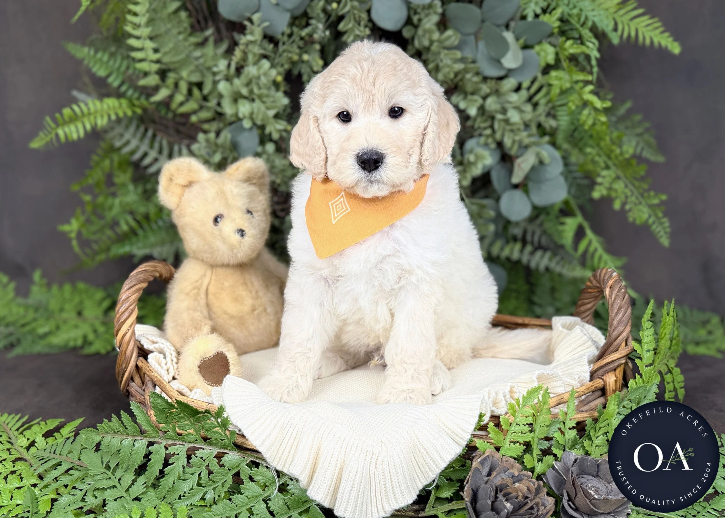 Tommy-Teagans-F2b-Medium-English-Teddy-Bear-Goldendoodle-Puppies-For-Sale-Okefeild-Acres-Missouri-3.jpg
