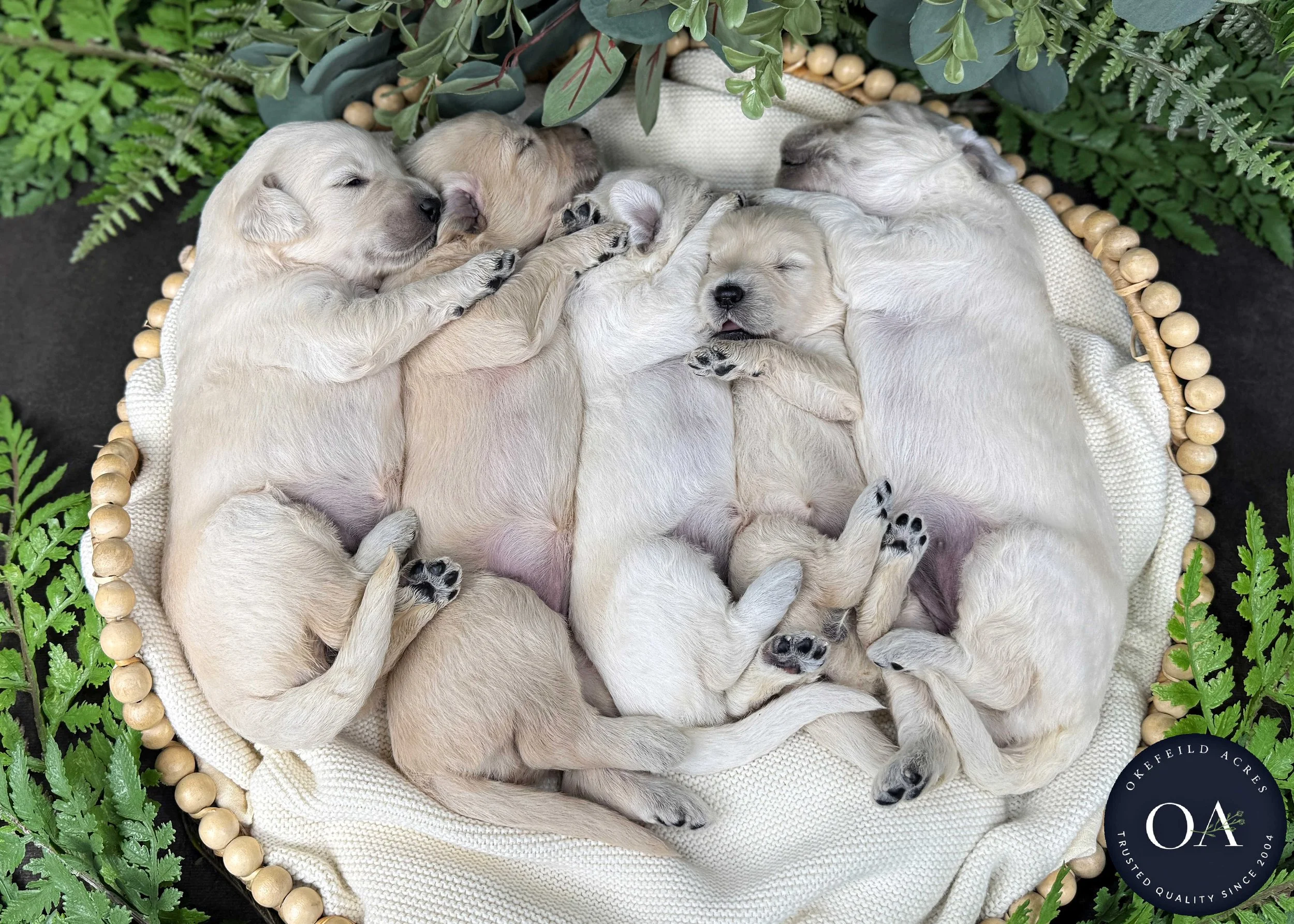 Female-Liliya-F1-Standard-English-Teddy-Bear-Goldendoodle-Puppies-For-Sale-Okefeild-Acres-Missouri-2.jpg (Copy)