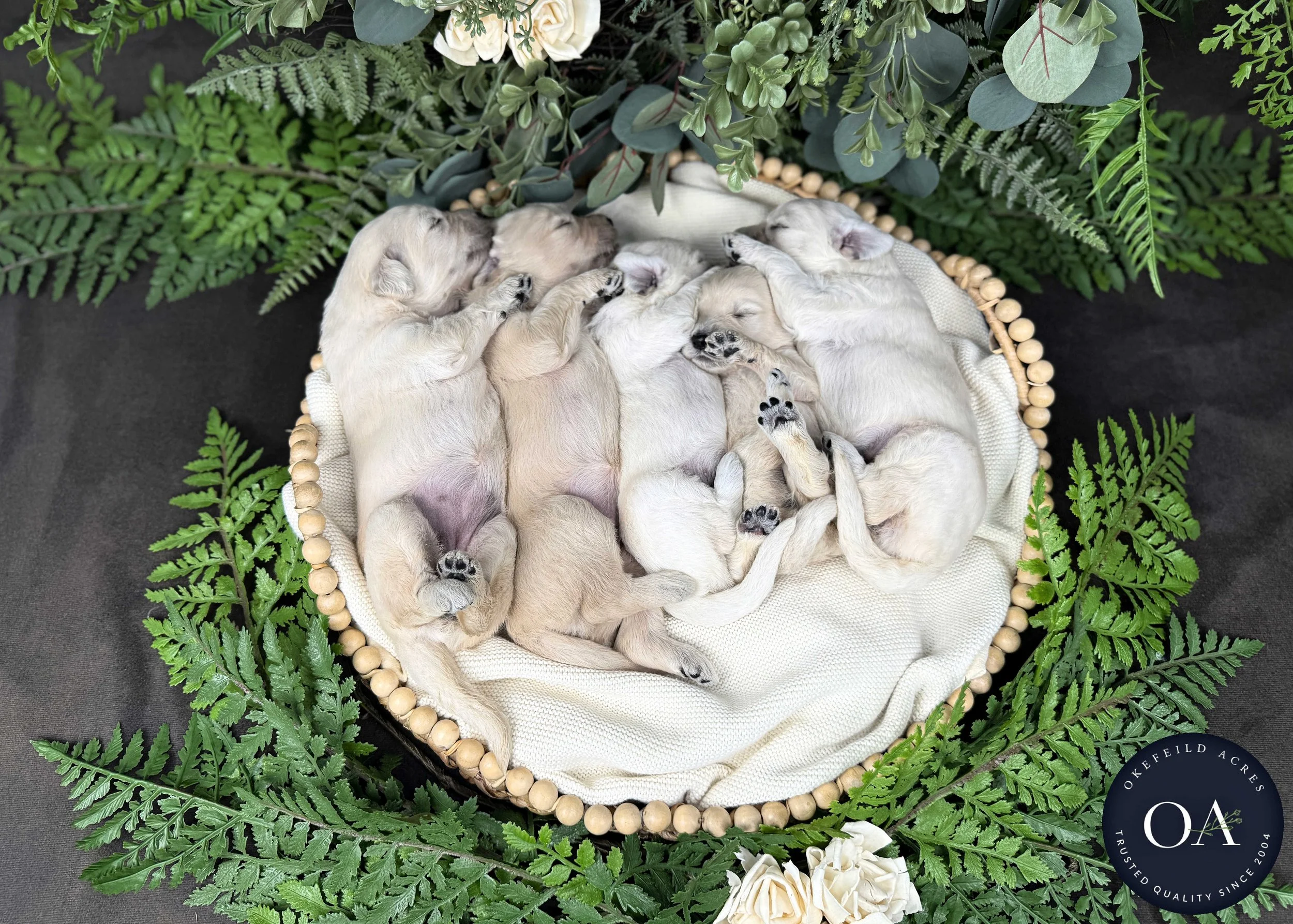 Female-Liliya-F1-Standard-English-Teddy-Bear-Goldendoodle-Puppies-For-Sale-Okefeild-Acres-Missouri-1.jpg (Copy)
