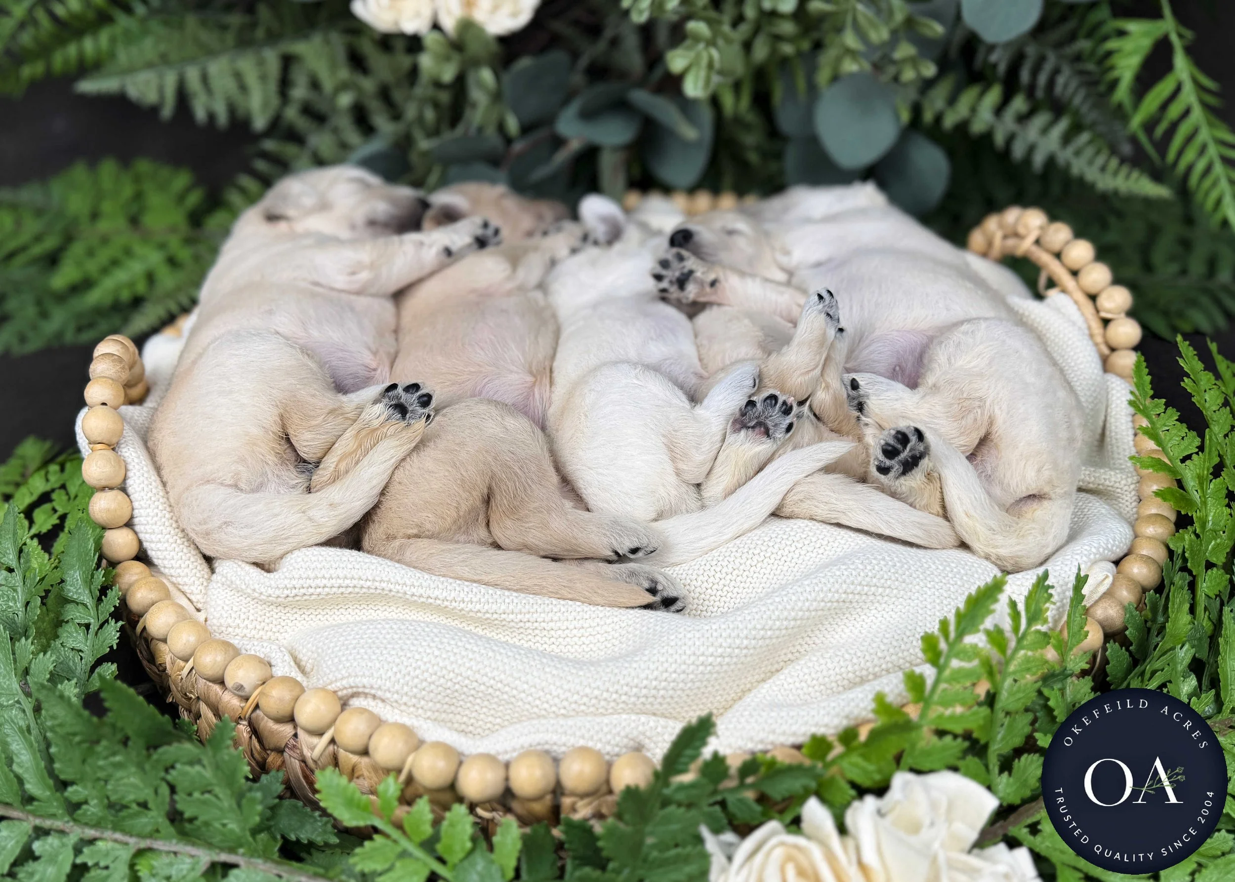 Female-Liliya-F1-Standard-English-Teddy-Bear-Goldendoodle-Puppies-For-Sale-Okefeild-Acres-Missouri-3.jpg (Copy)
