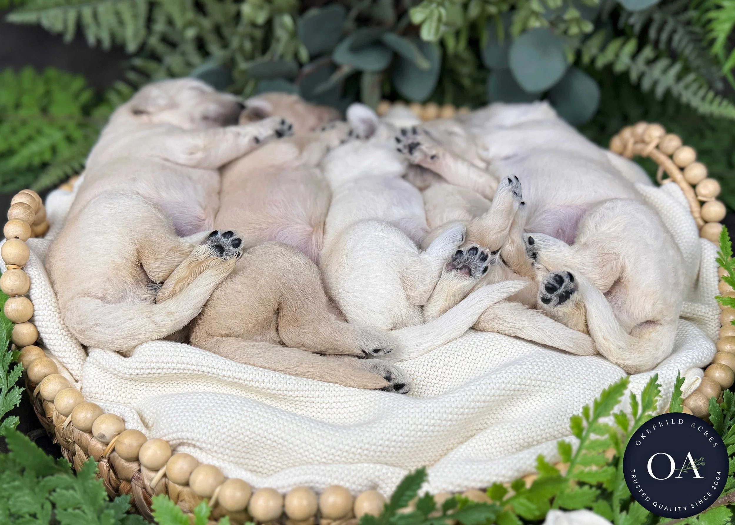 Female-Liliya-F1-Standard-English-Teddy-Bear-Goldendoodle-Puppies-For-Sale-Okefeild-Acres-Missouri-4.jpg (Copy)