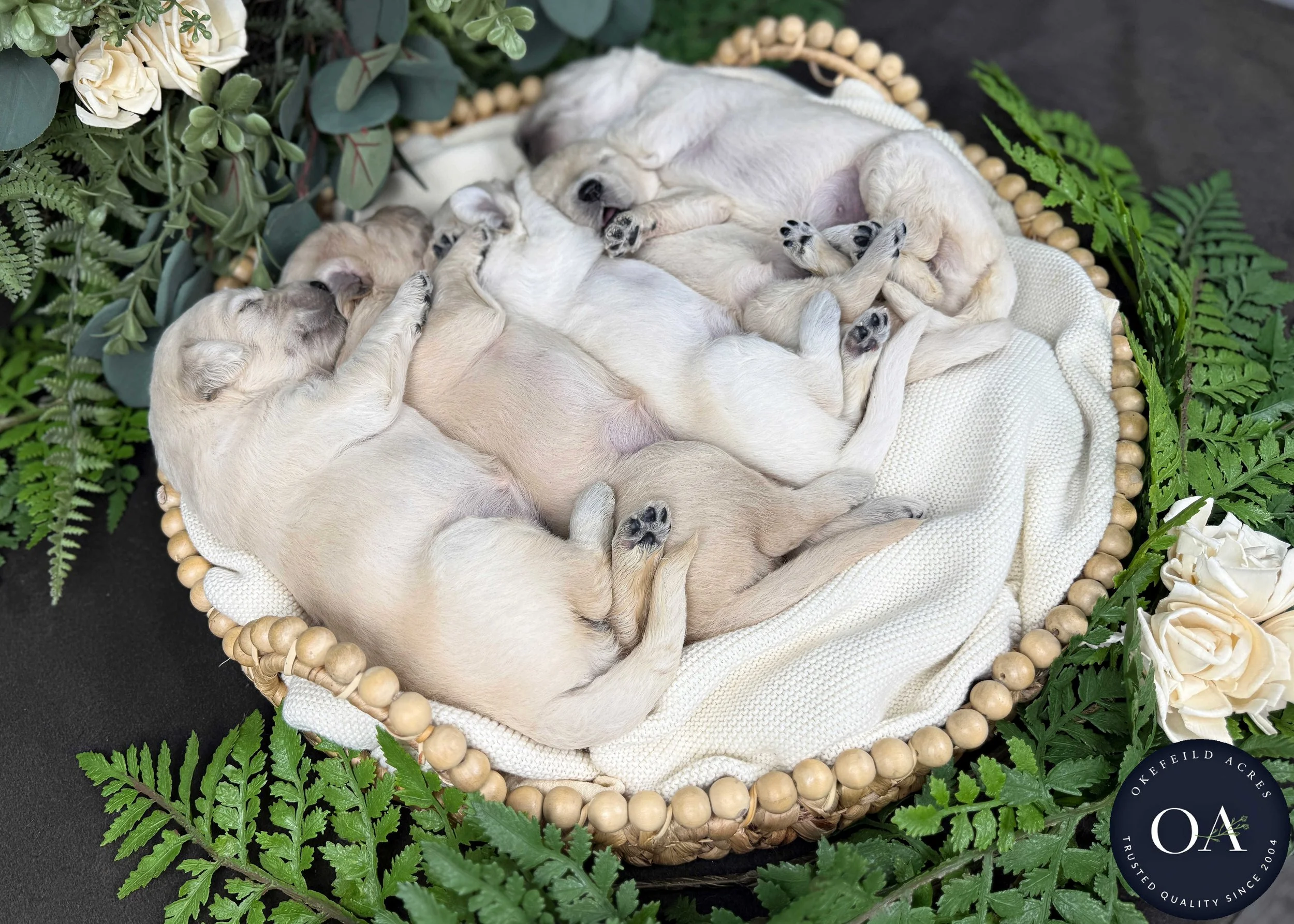 Female-Liliya-F1-Standard-English-Teddy-Bear-Goldendoodle-Puppies-For-Sale-Okefeild-Acres-Missouri-5.jpg (Copy)