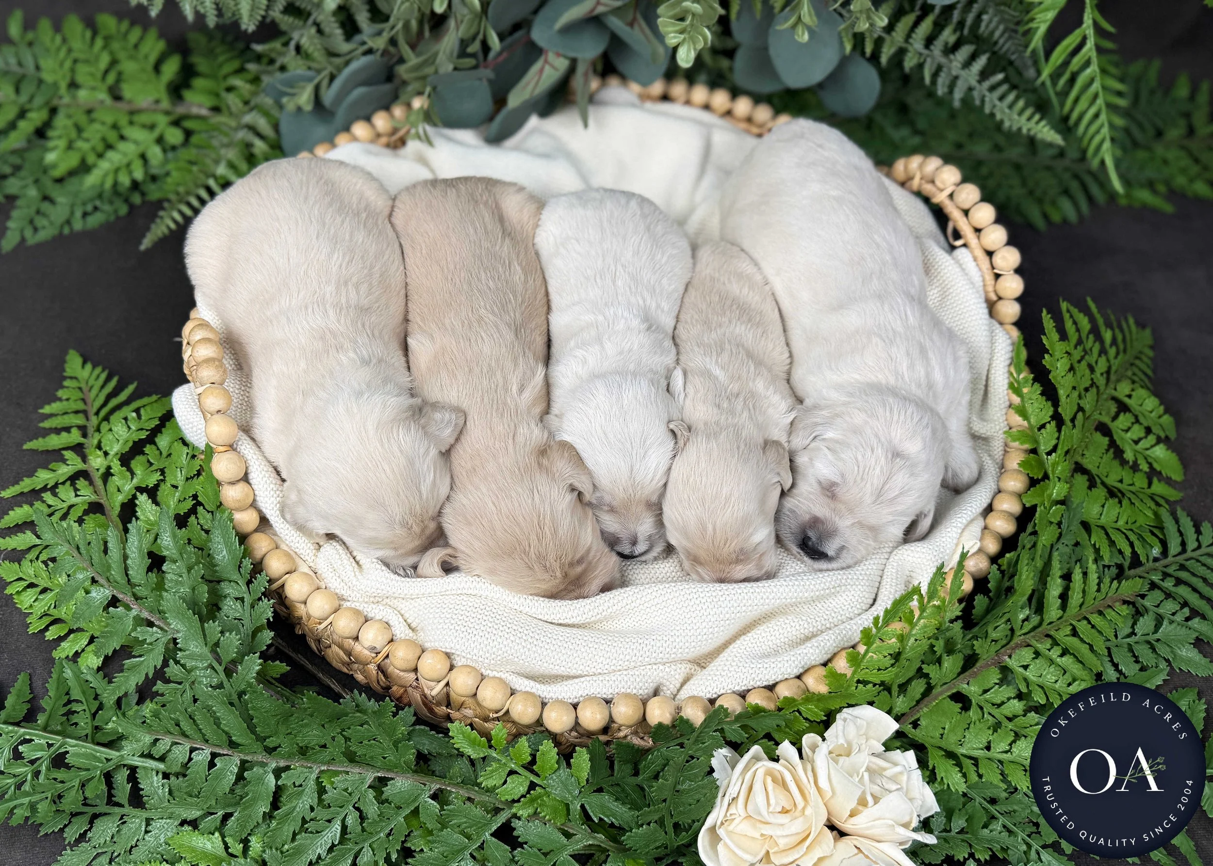 Female-Liliya-F1-Standard-English-Teddy-Bear-Goldendoodle-Puppies-For-Sale-Okefeild-Acres-Missouri-7.jpg (Copy)