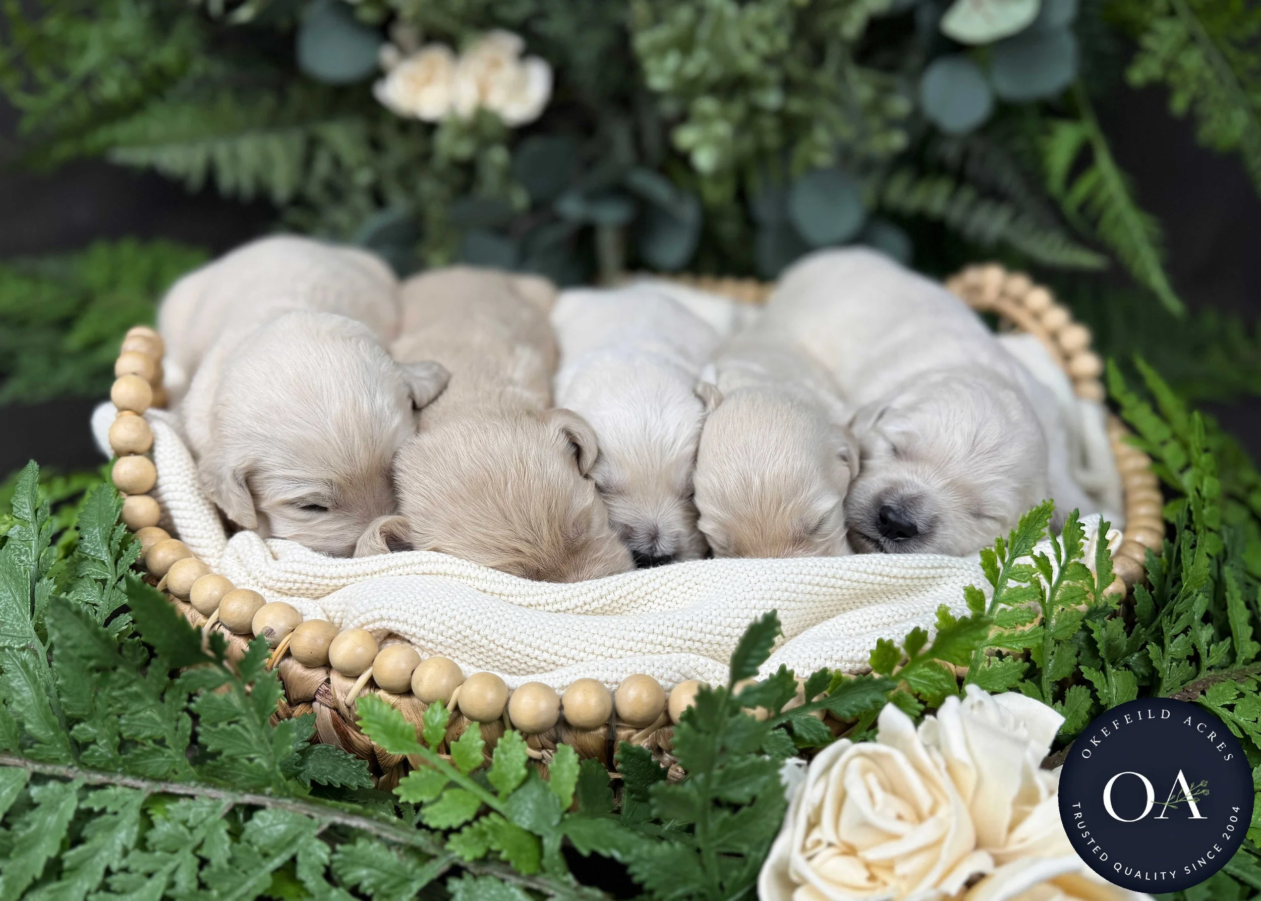 Female-Liliya-F1-Standard-English-Teddy-Bear-Goldendoodle-Puppies-For-Sale-Okefeild-Acres-Missouri-8.jpg (Copy)
