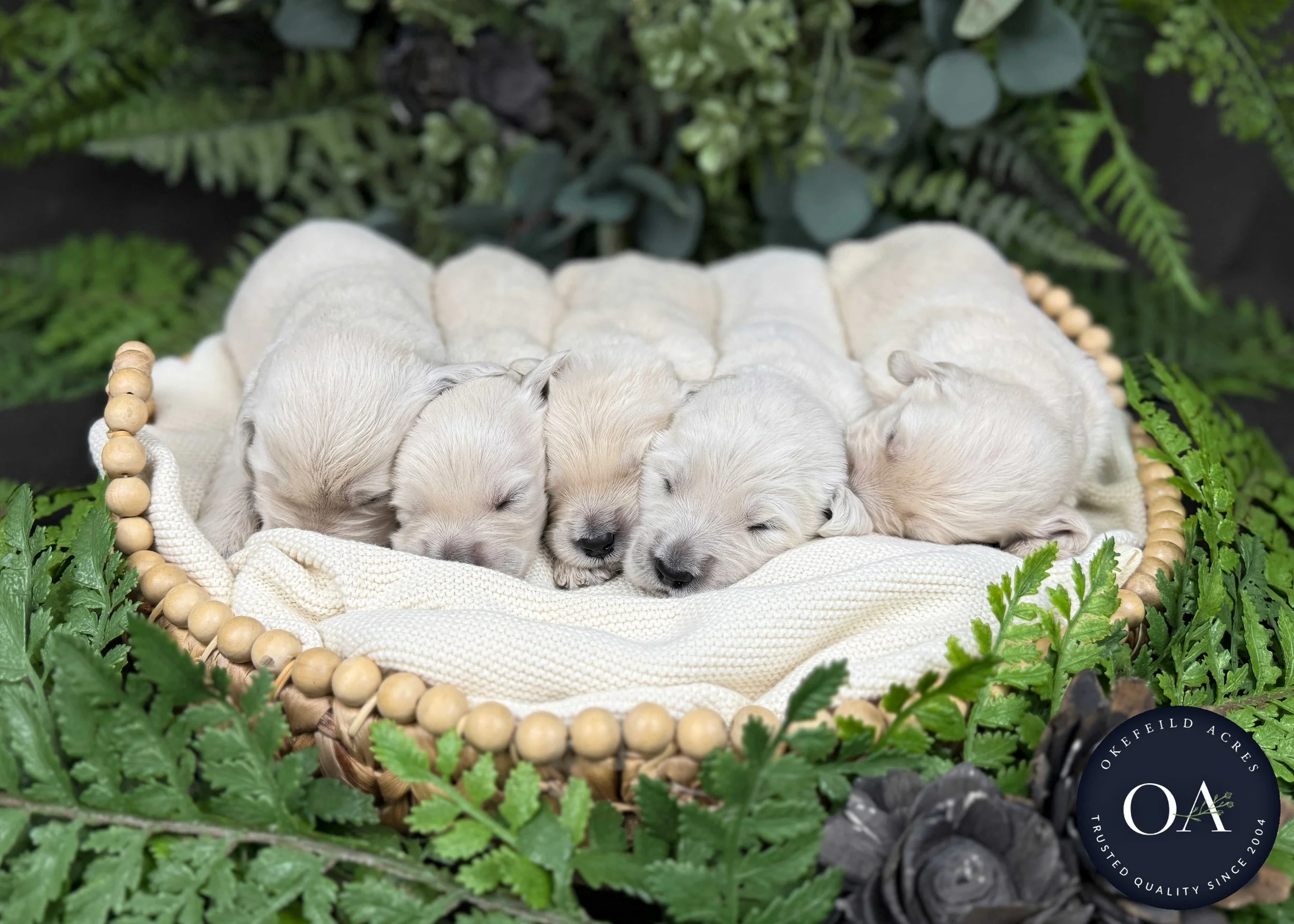 Male-Liliya-F1-Standard-English-Teddy-Bear-Goldendoodle-Puppies-For-Sale-Okefeild-Acres-Missouri-1.jpg (Copy)