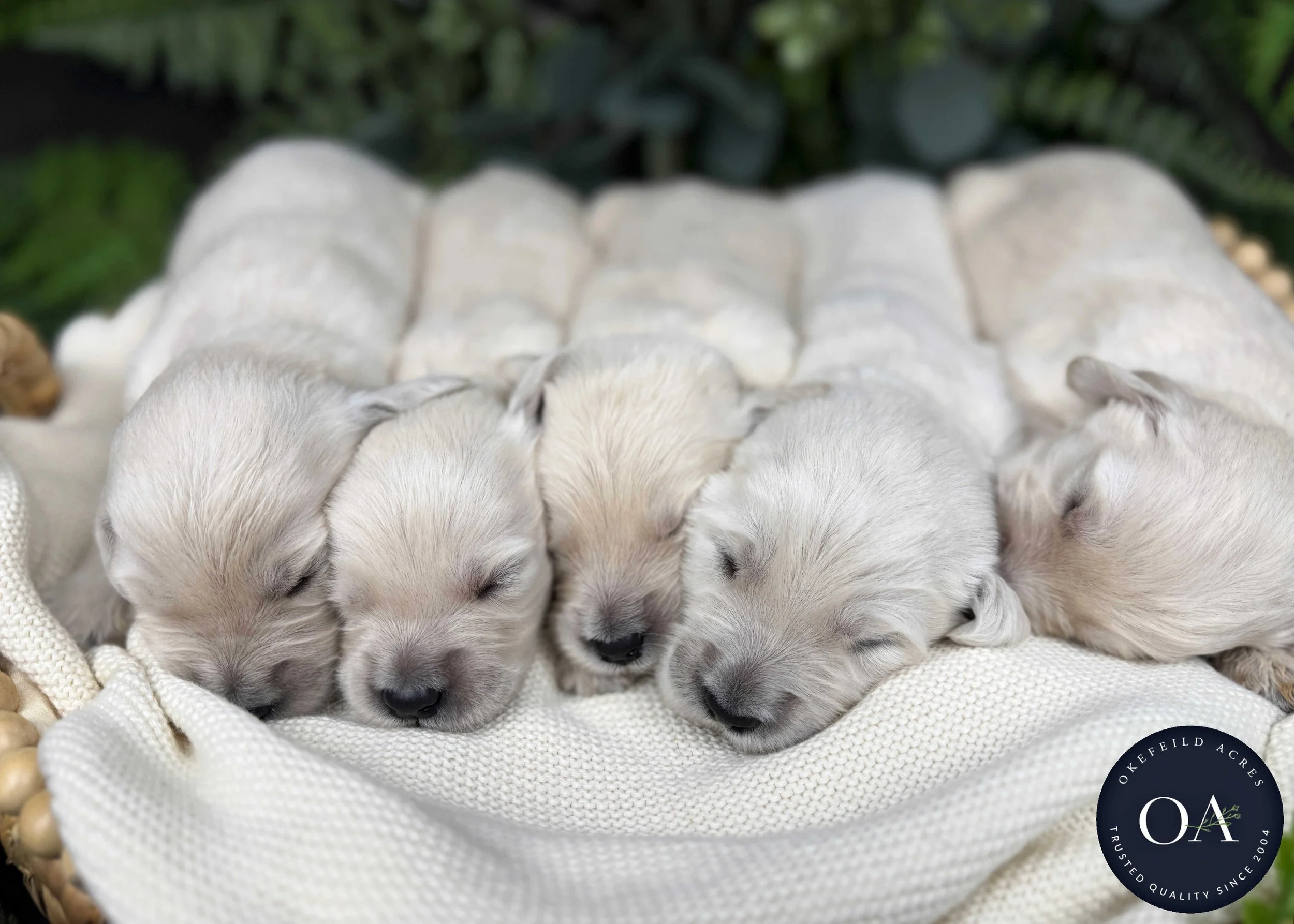 Male-Liliya-F1-Standard-English-Teddy-Bear-Goldendoodle-Puppies-For-Sale-Okefeild-Acres-Missouri-2.jpg (Copy)
